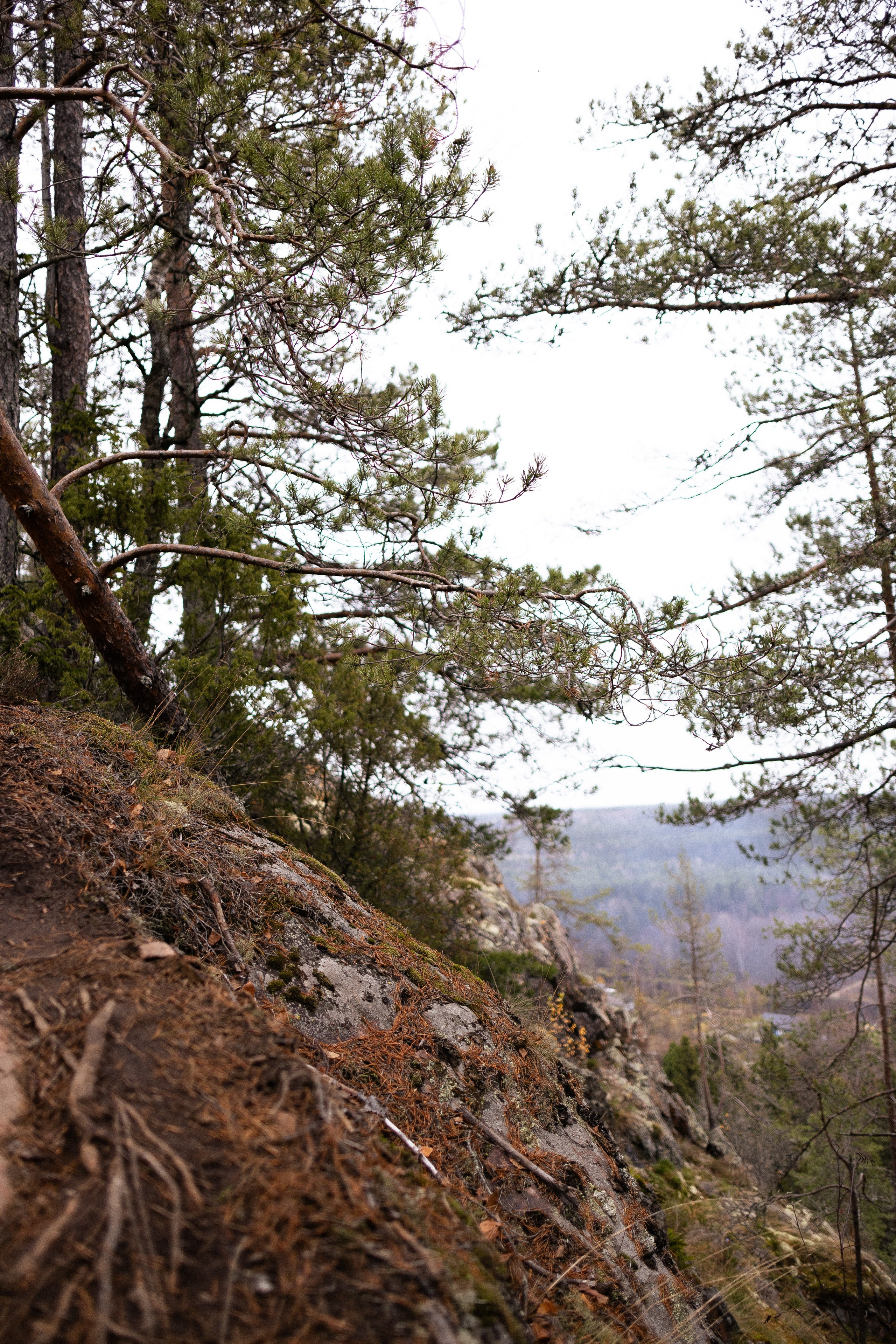 Karelia. Фотограф и видеограф анималист Аганина Дарья