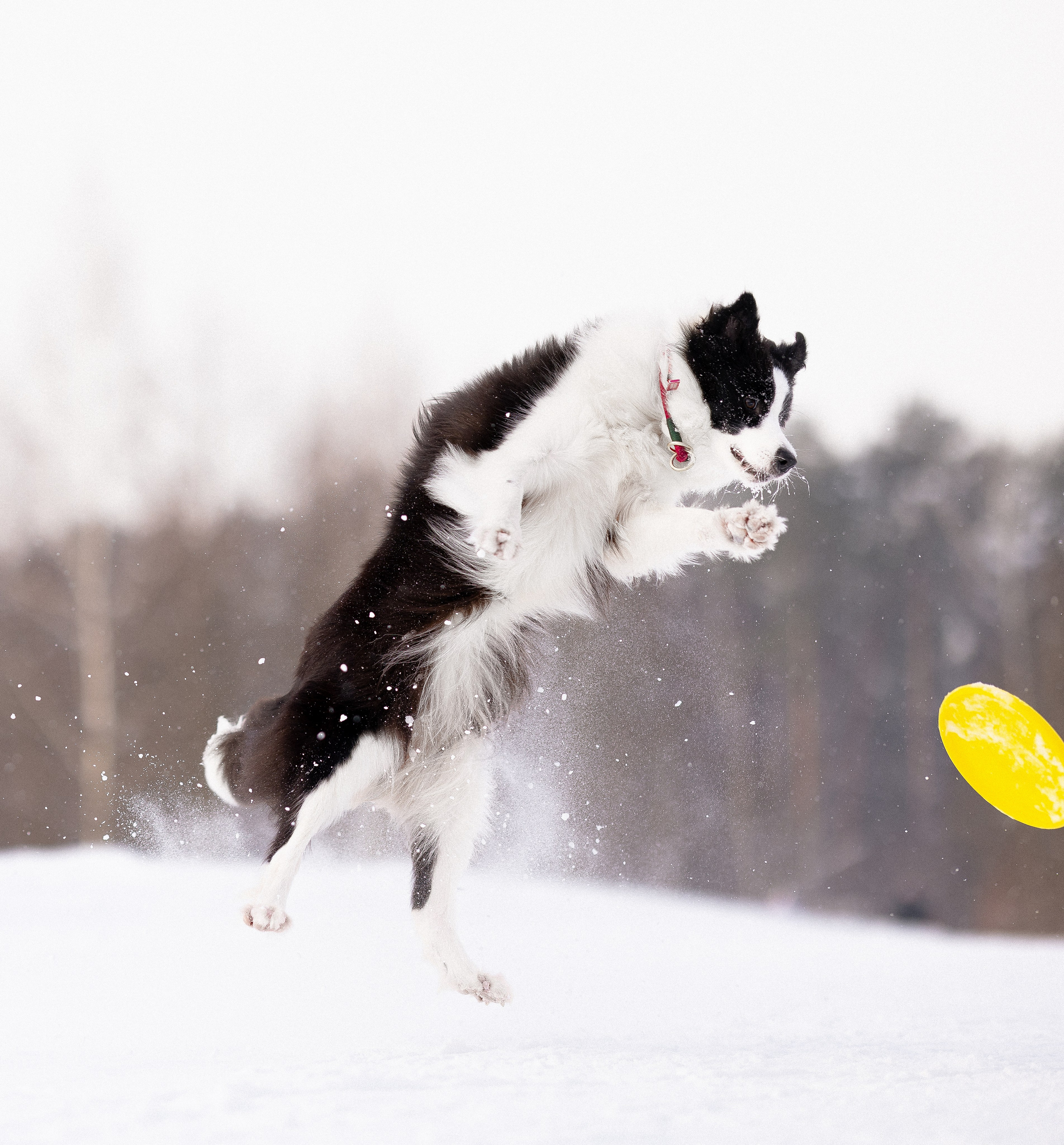 Лилия, Алексей и Ариана. Фотограф и видеограф анималист Аганина Дарья