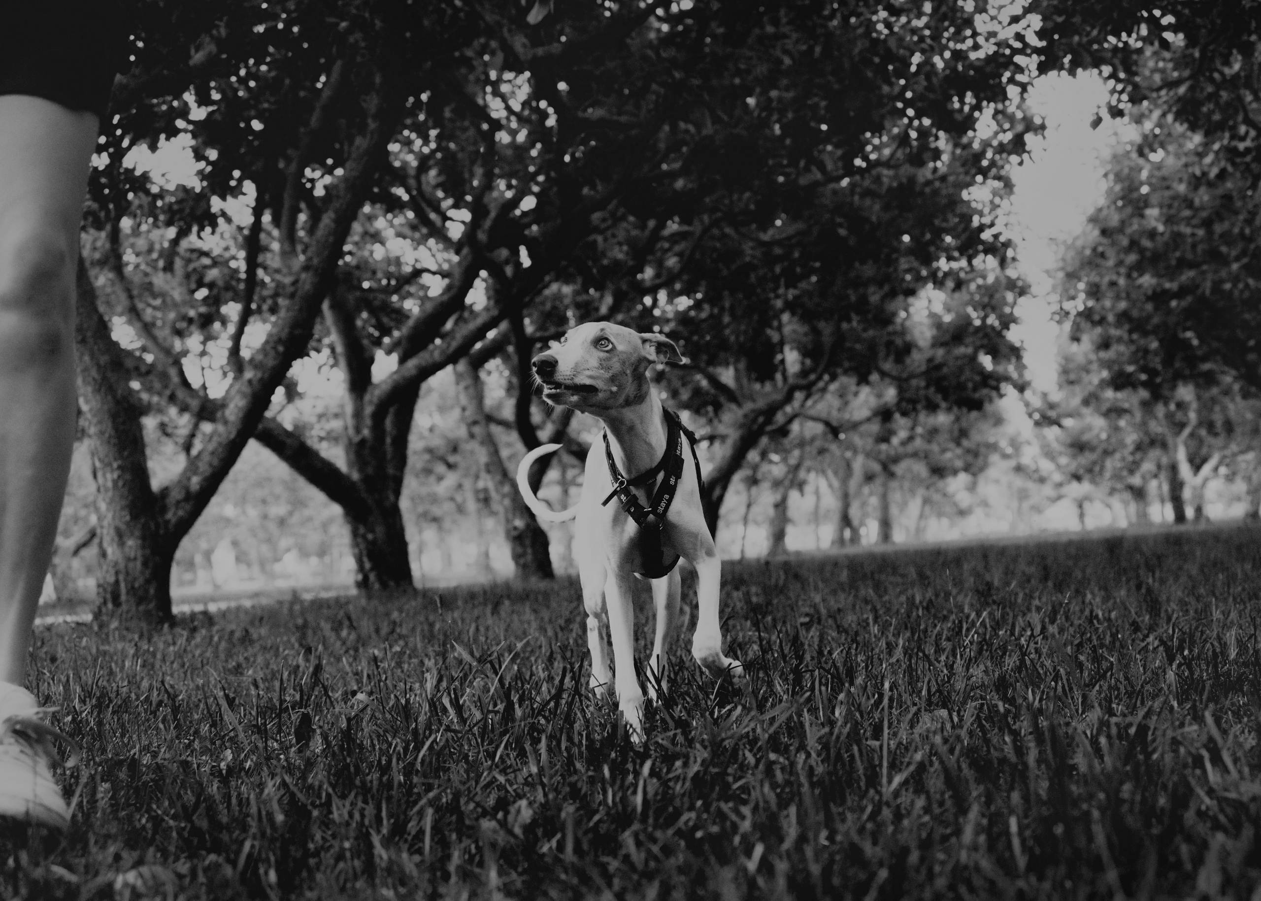 Ветка. Фотограф- анималист Александра Матвеева