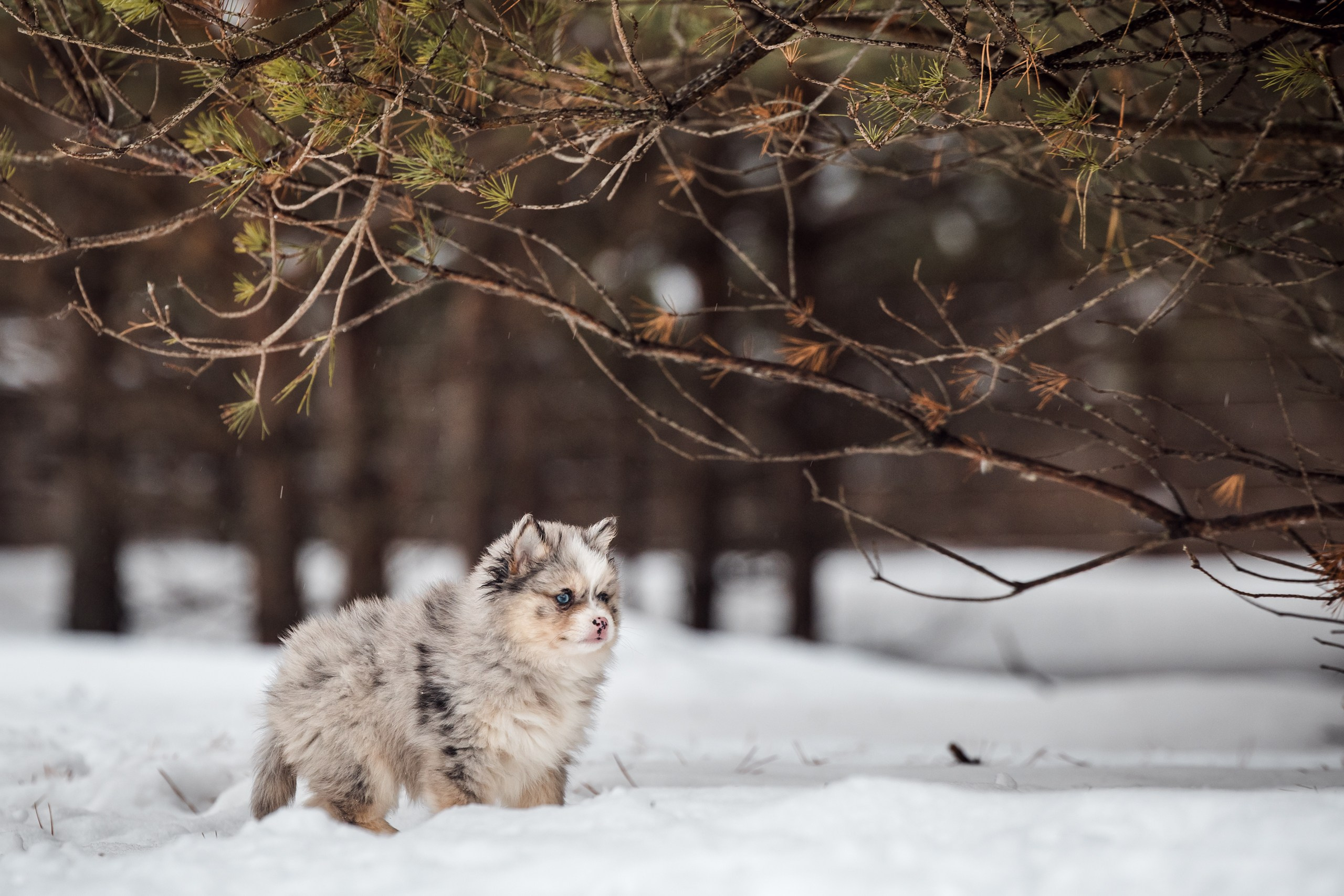 Фотосессии для животных. Denis Vychugzhanin Photo