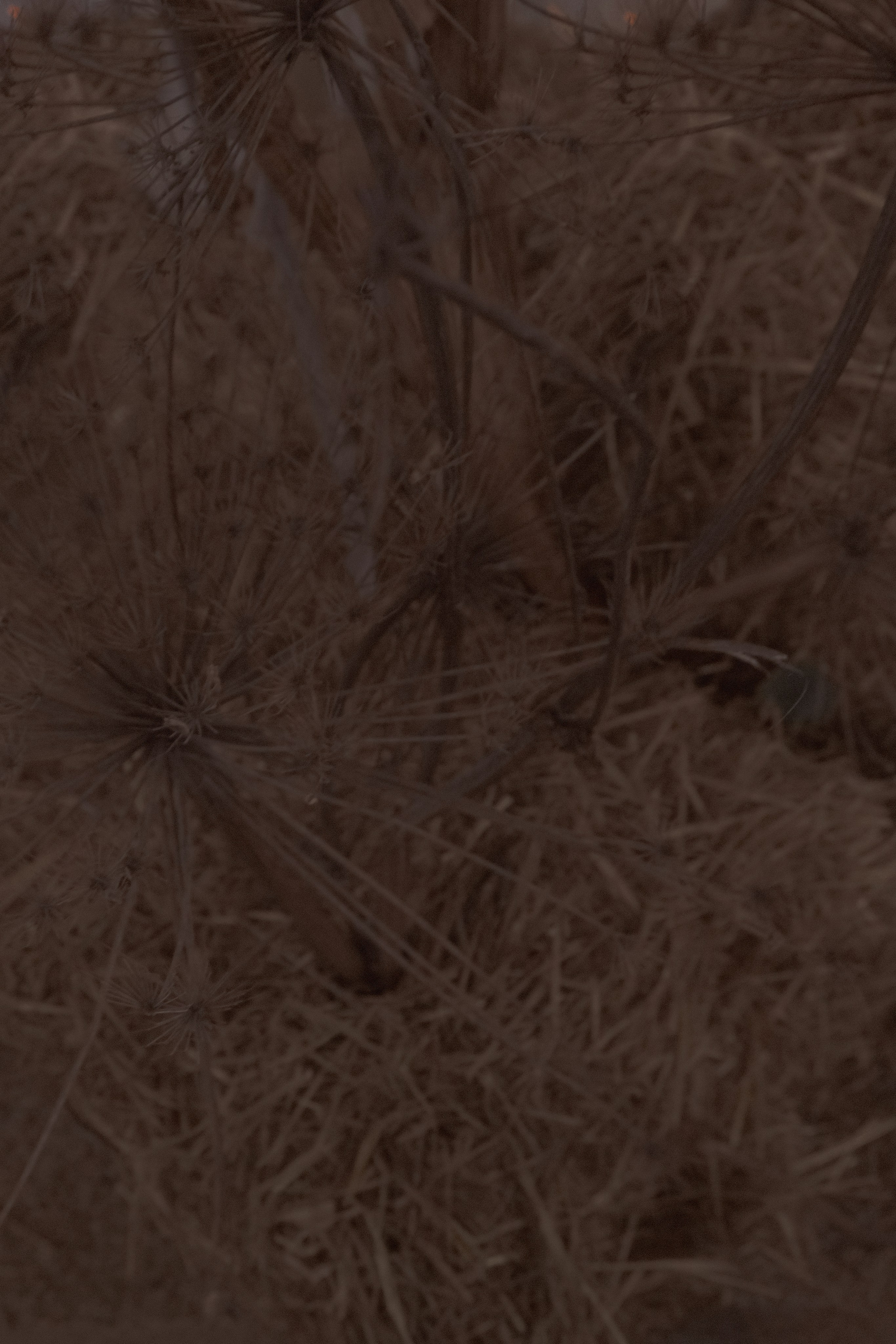 Russian Hton. Фотограф Настя Лев