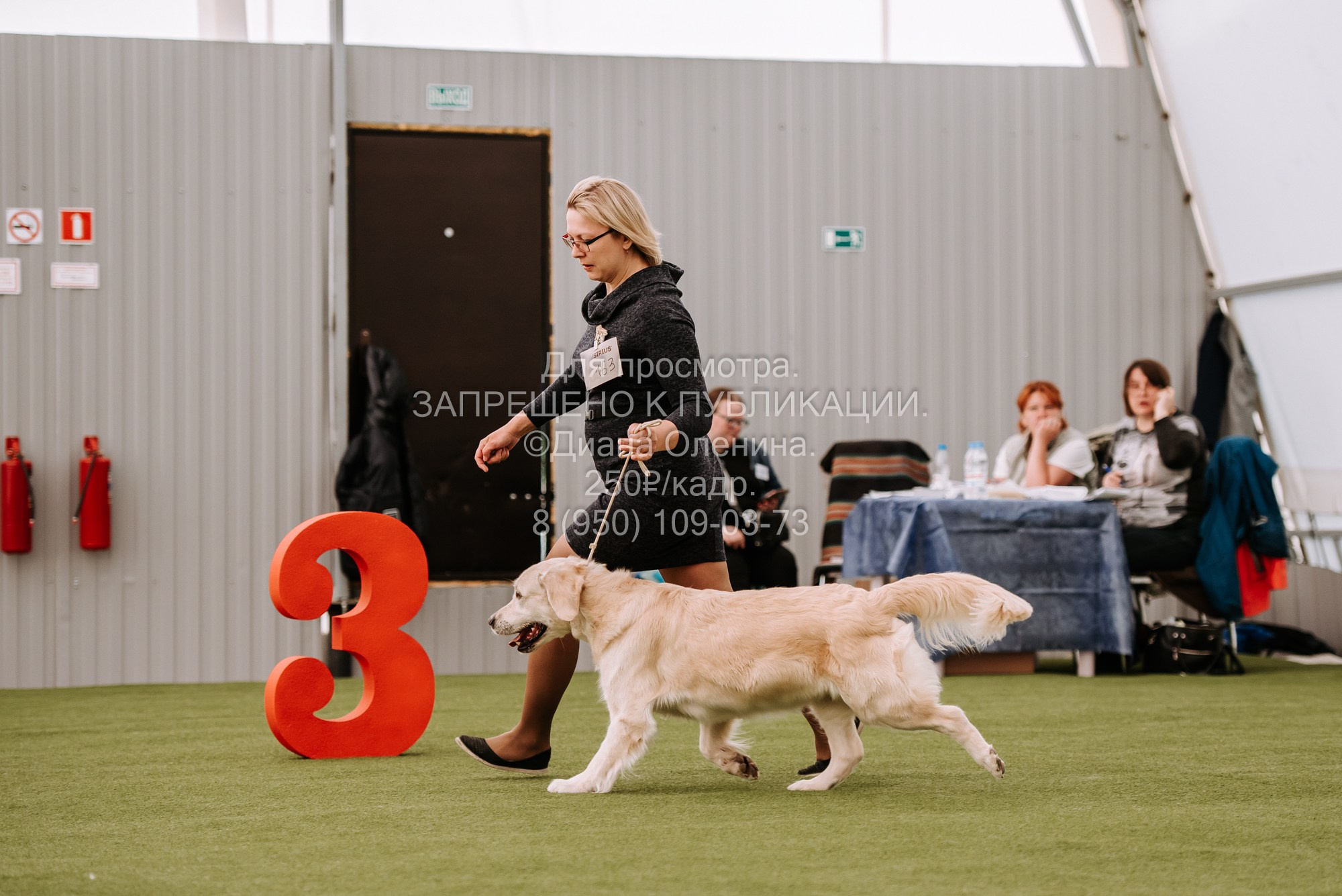 Выставка собак Красноярск 2.06. Фотограф Диана Оленина Красноярск / Братск