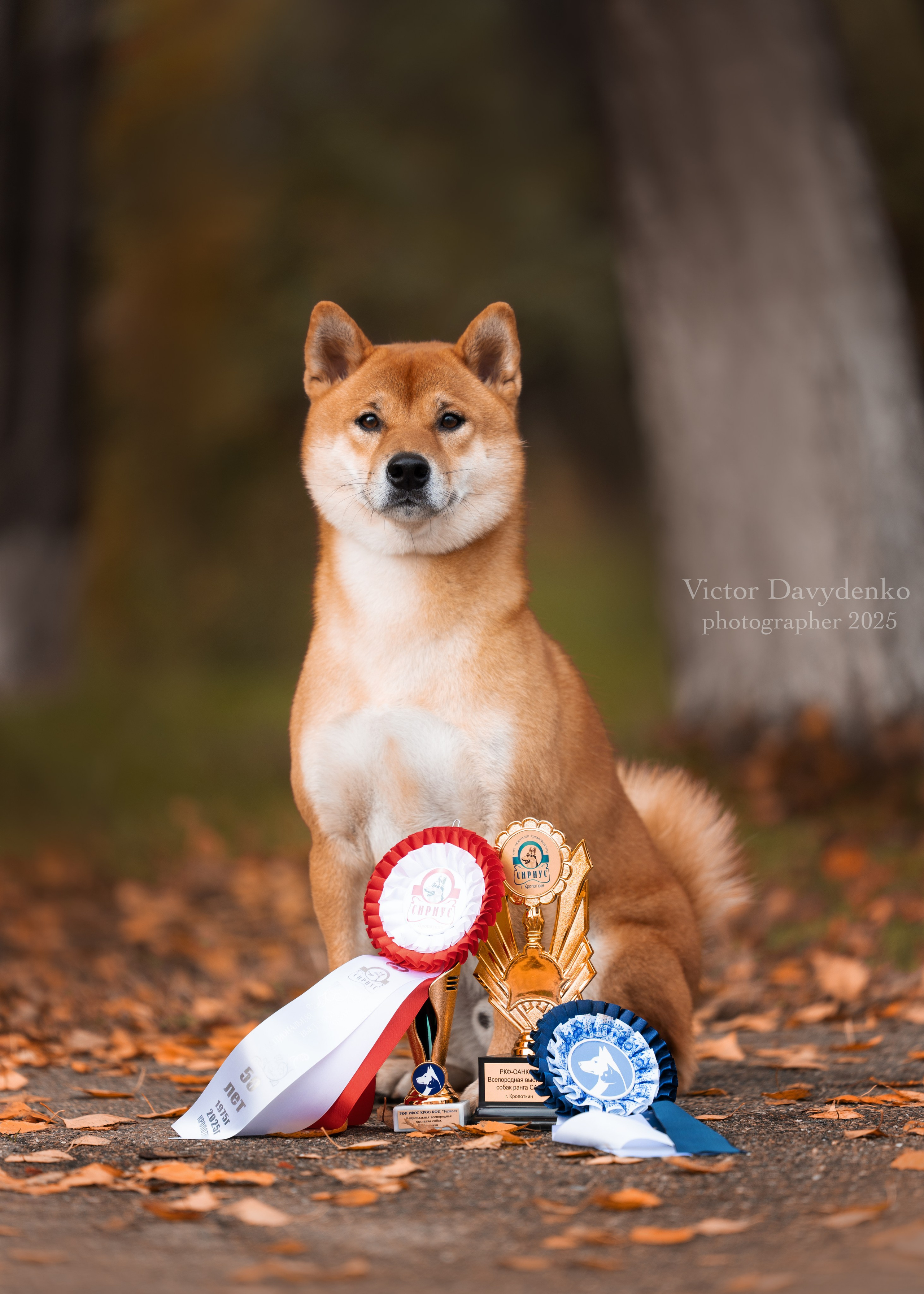 фотосессия собак краснодар выставка собак фотограф анималист сочи Сиба 