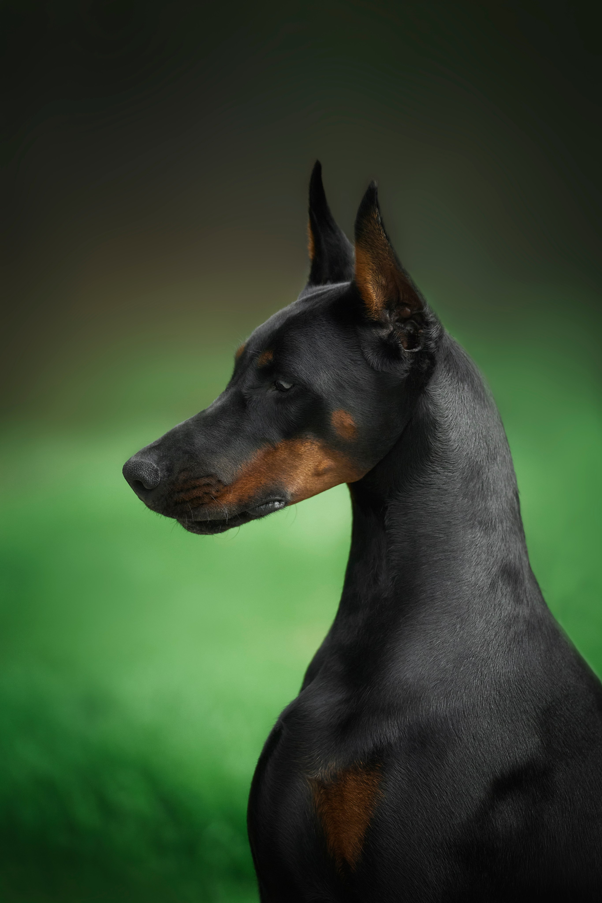 Животные отдельно