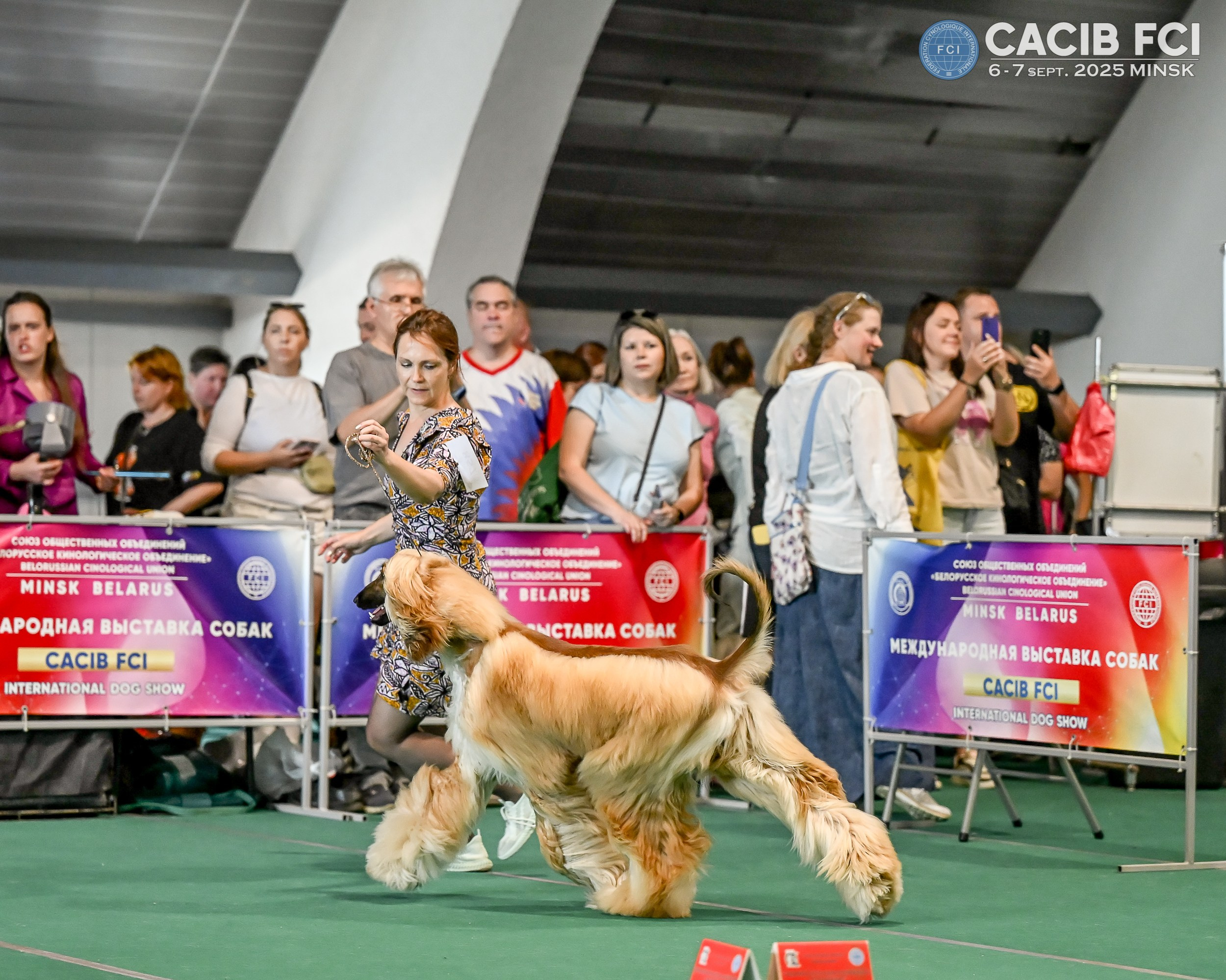 06-07.09.25 Международная выставка собак, Минск, CACIB, FCI. Галерея фотографий афганской борзой