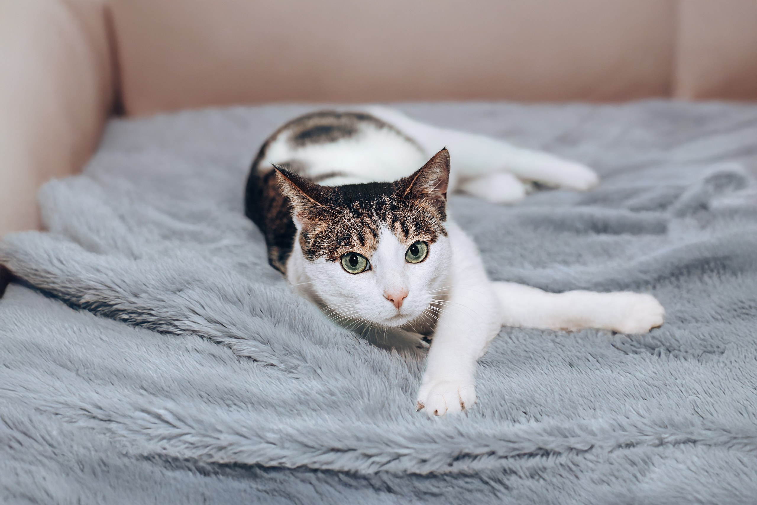 Кошки в поиске дома 2025. Фотограф-анималист Татьяна Степанова