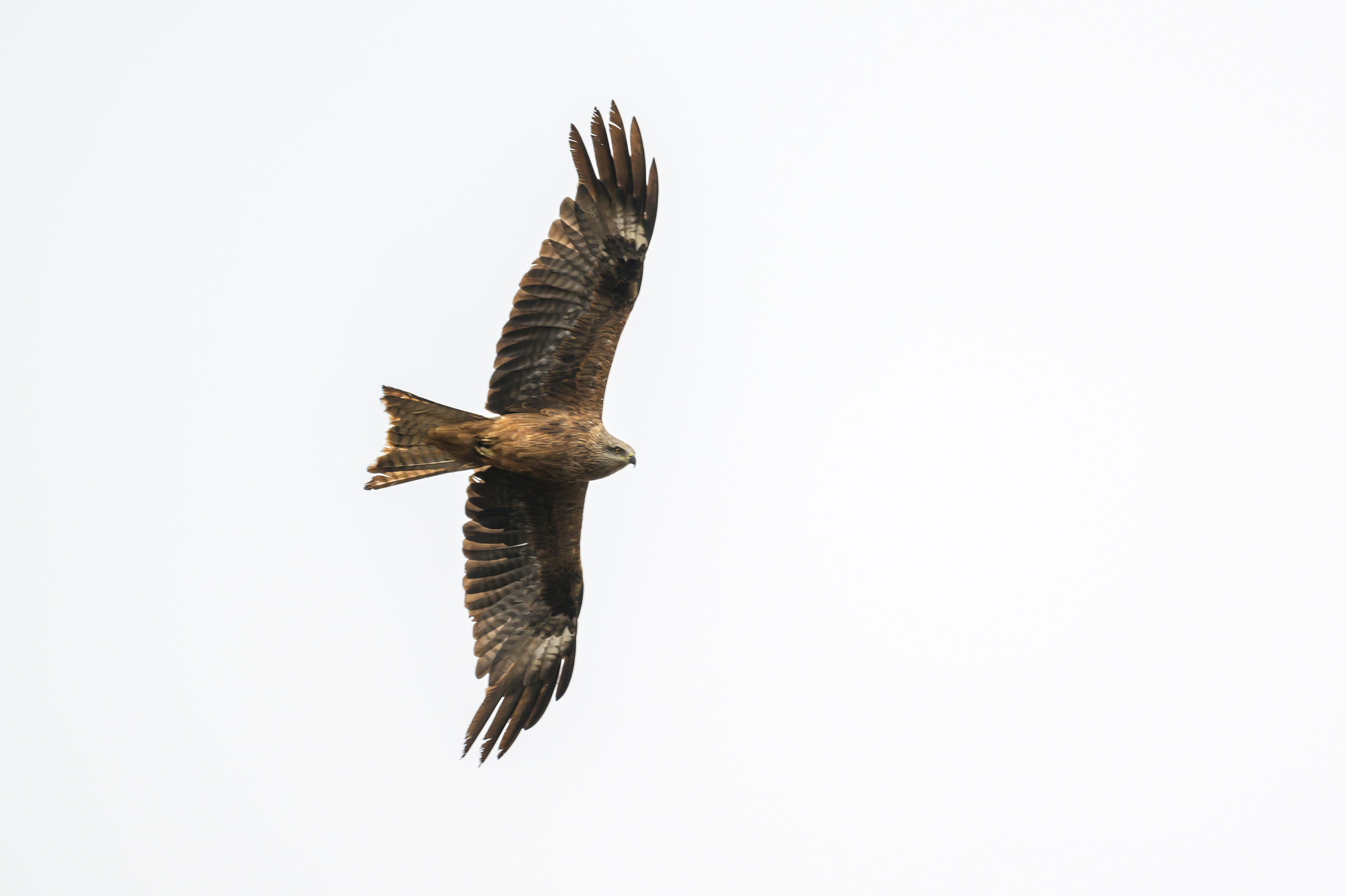 Лиса и коршун. Wildlife photography by Sergey Puponin