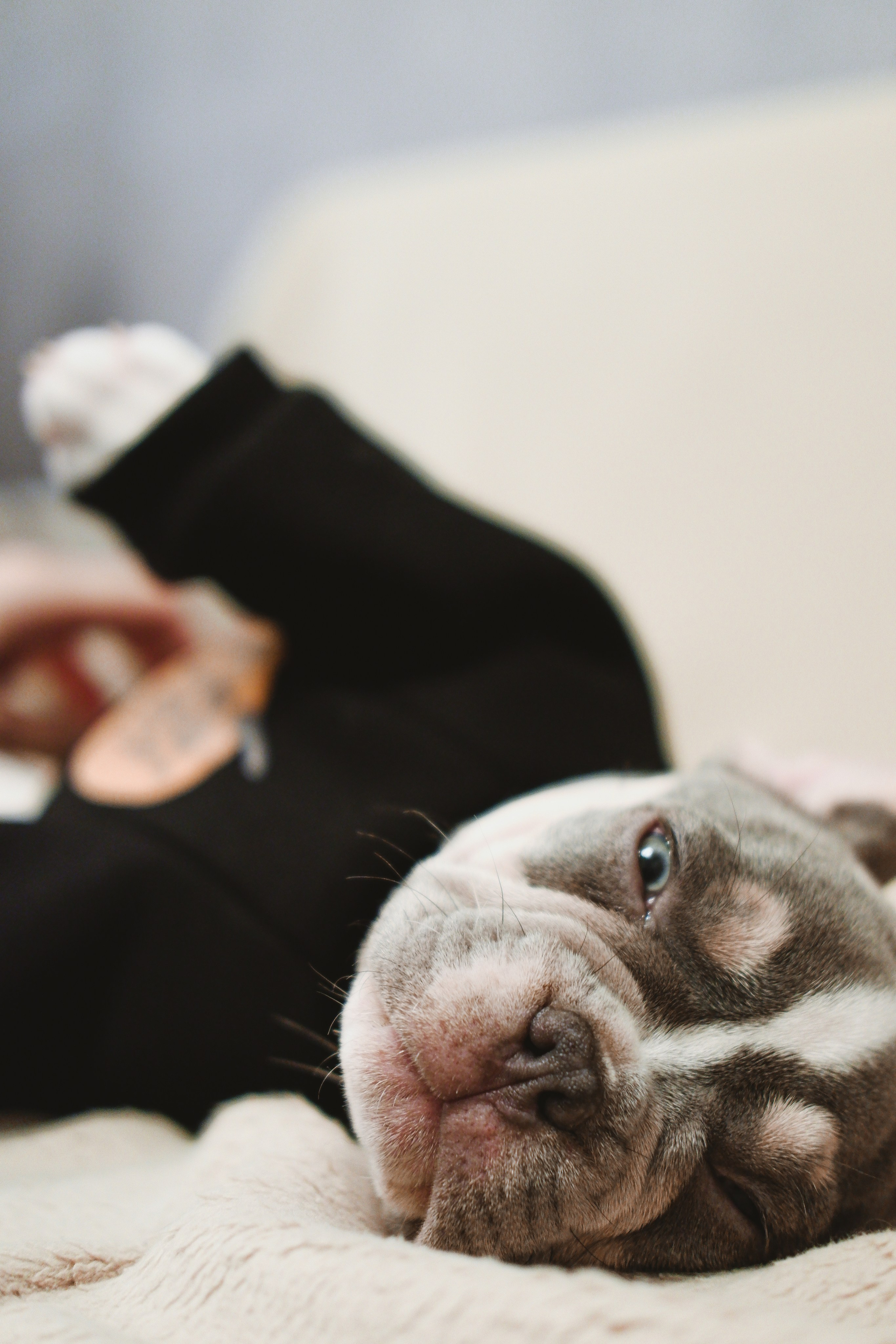 Pets. Фотограф в Москве Daria Lens