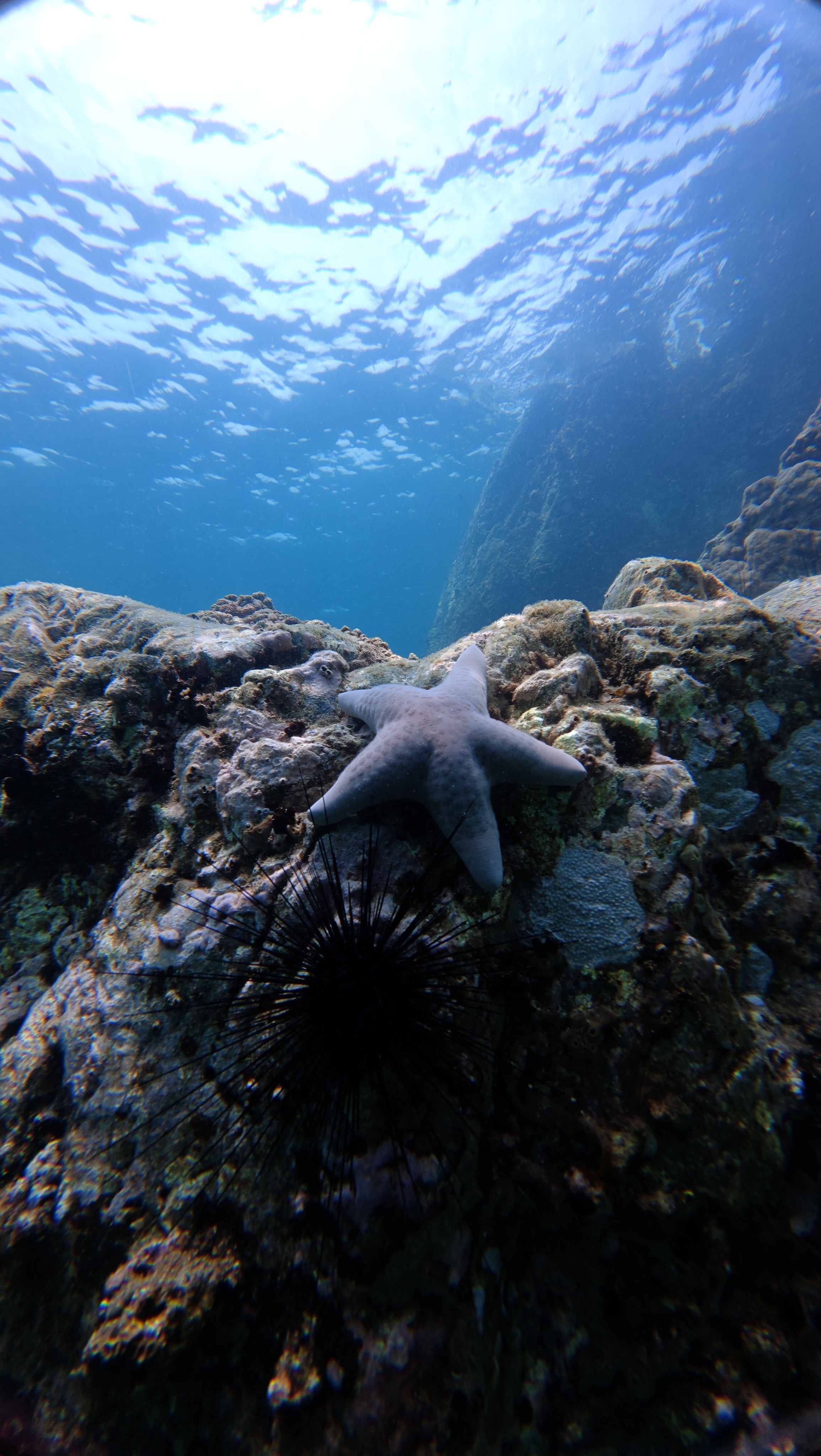Галерея. Дайвинг во Вьетнаме