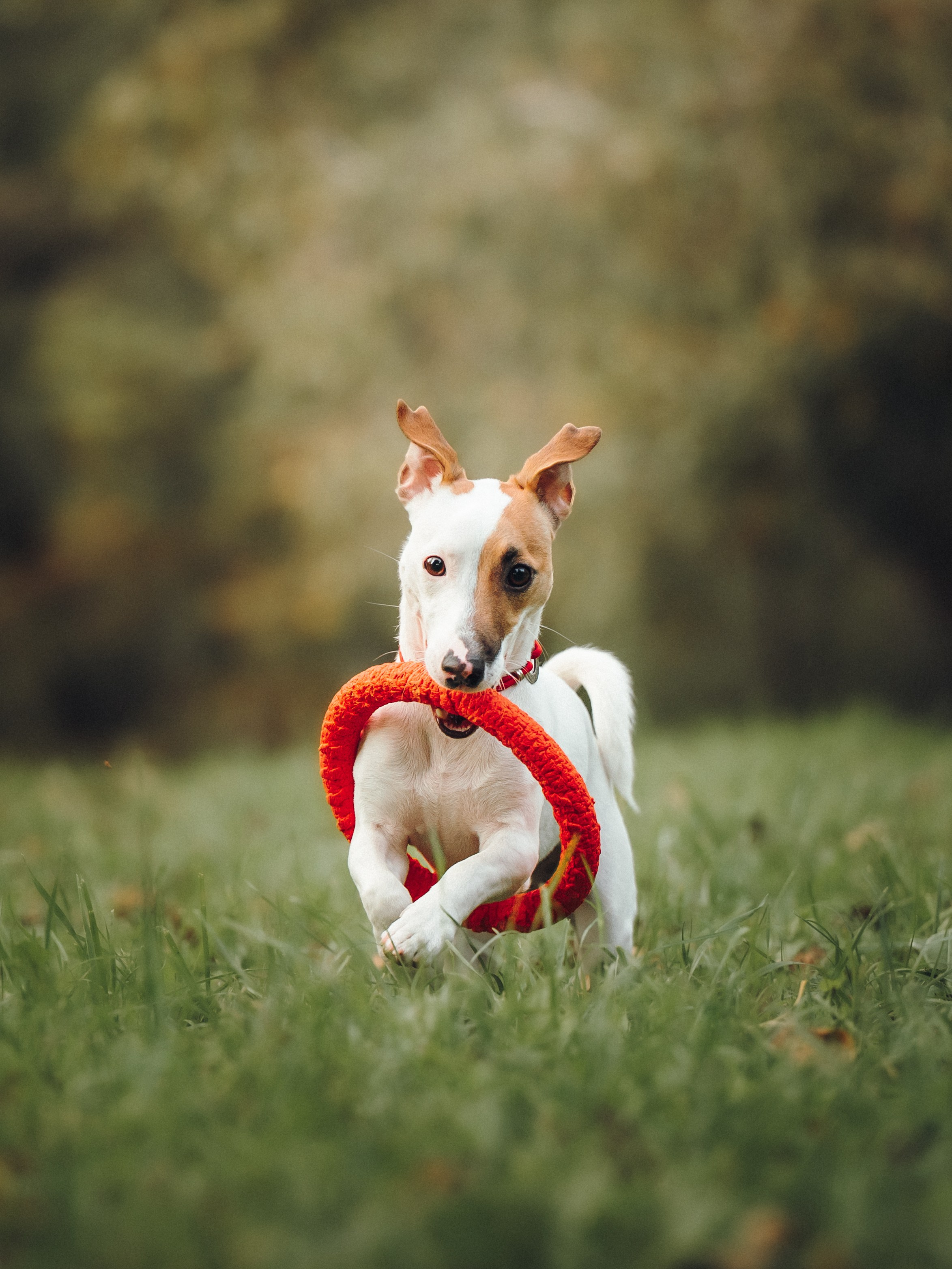 Алена, Илья, Даня и Данте. Семейный фотограф анималист Ананьева Мария — Москва