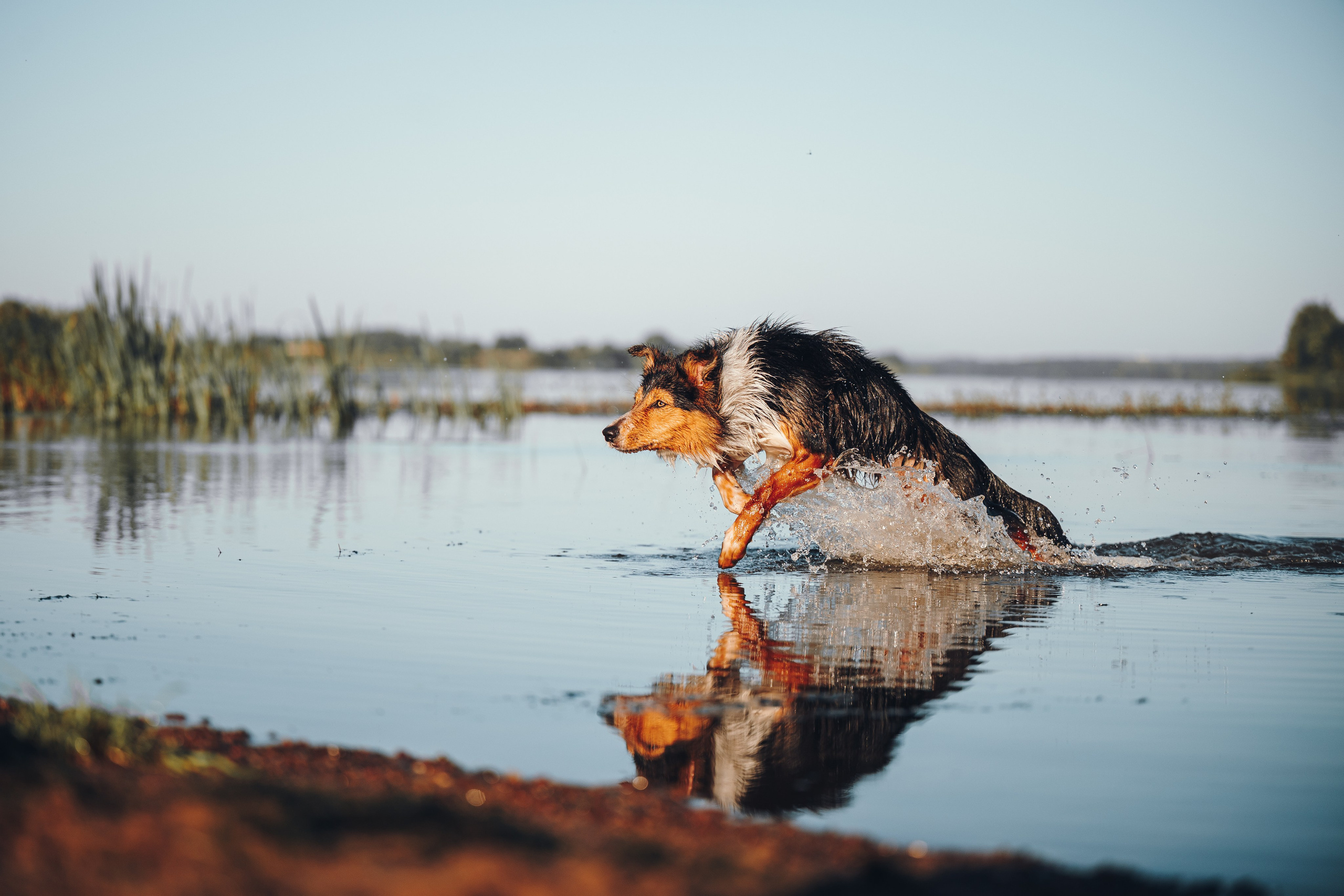 Саша, Флик и Эсприт. Семейный фотограф анималист Ананьева Мария — Москва