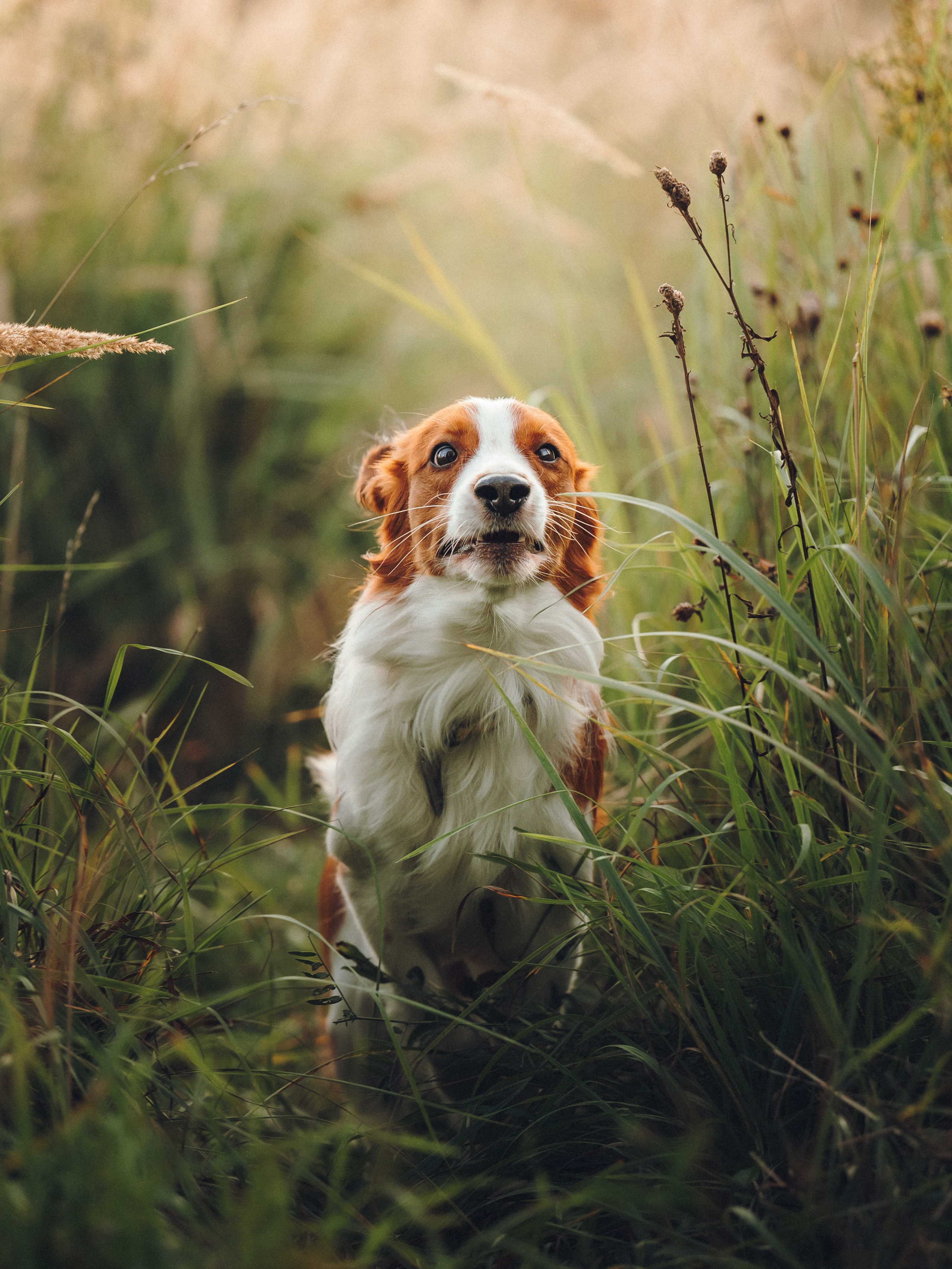 Семейная фотосессия с питомцем. Семейный фотограф анималист Ананьева Мария — Москва