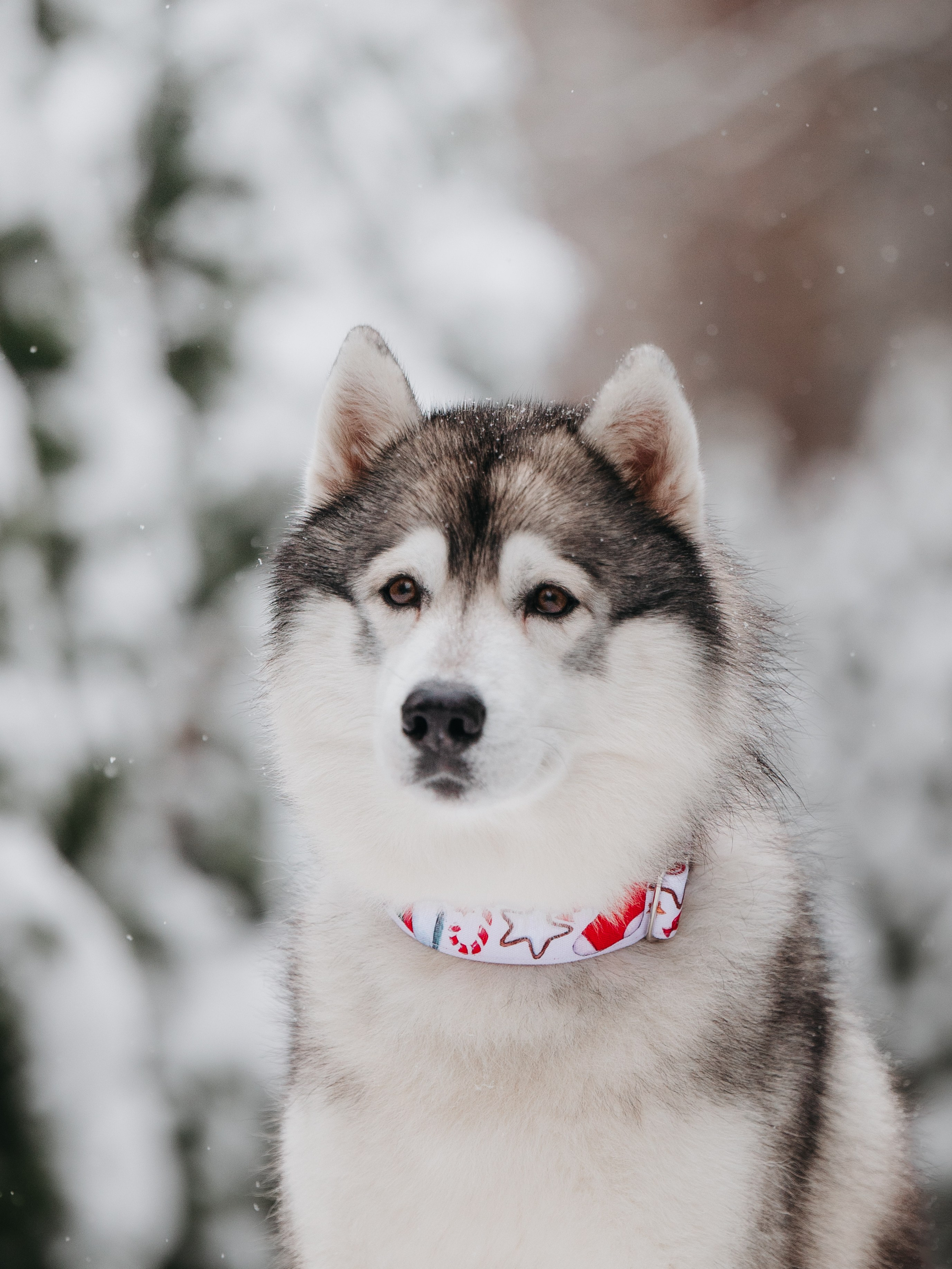 Bender&Frai. Зимняя коллекция. Семейный фотограф анималист Ананьева Мария — Москва