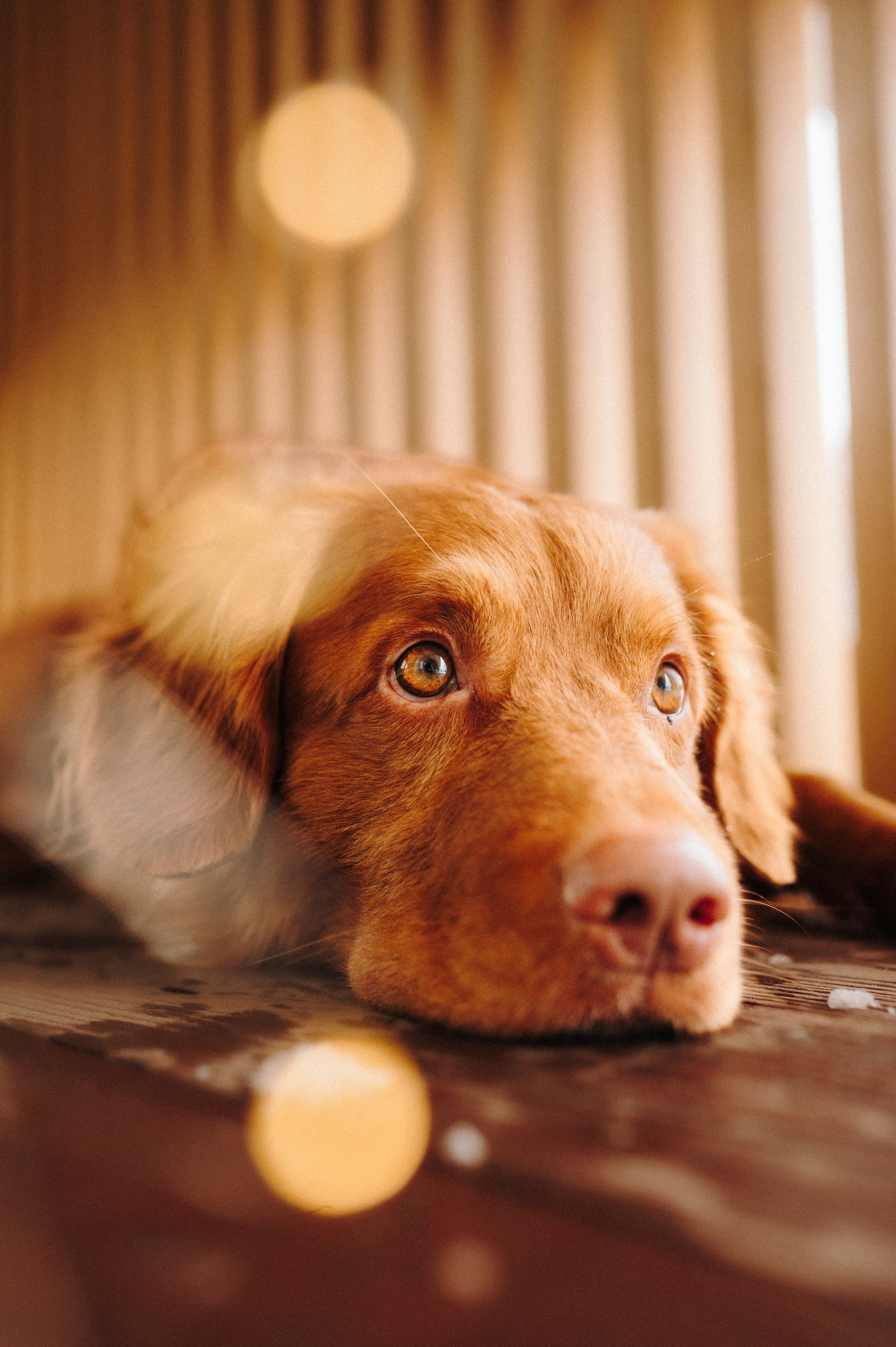 Наташа и Бубел. Семейный фотограф анималист Ананьева Мария — Москва
