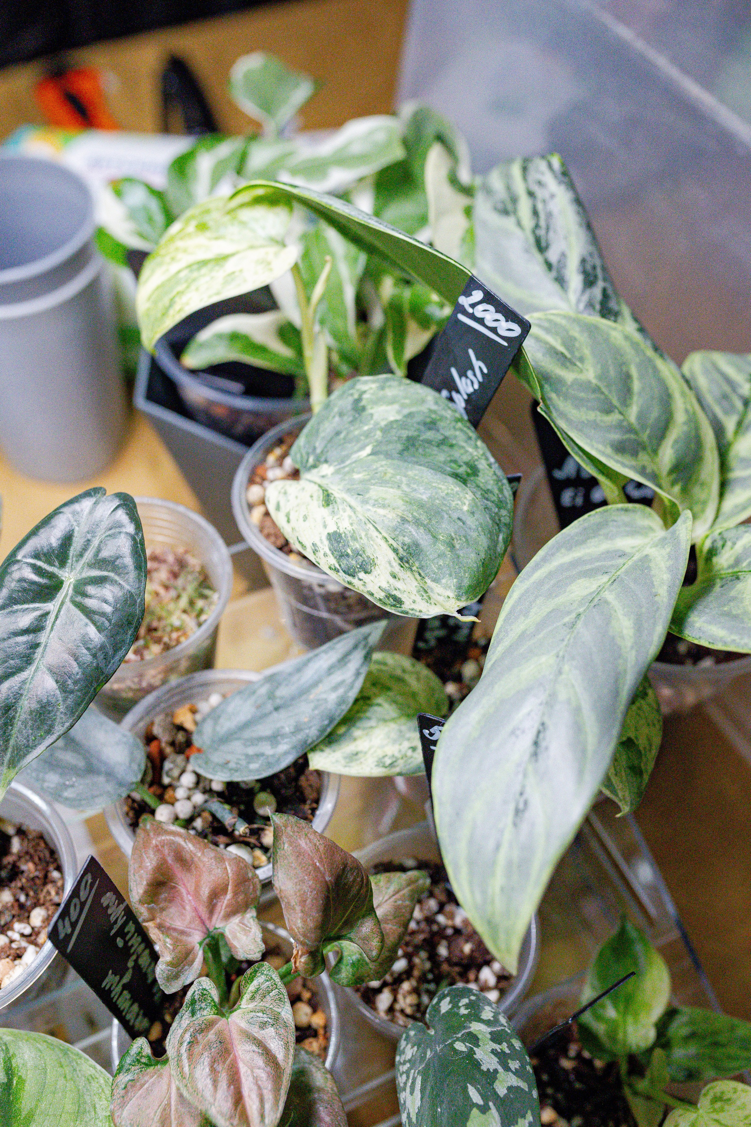 Growbox 1–2 марта. Александра Куликова фотограф, Москва