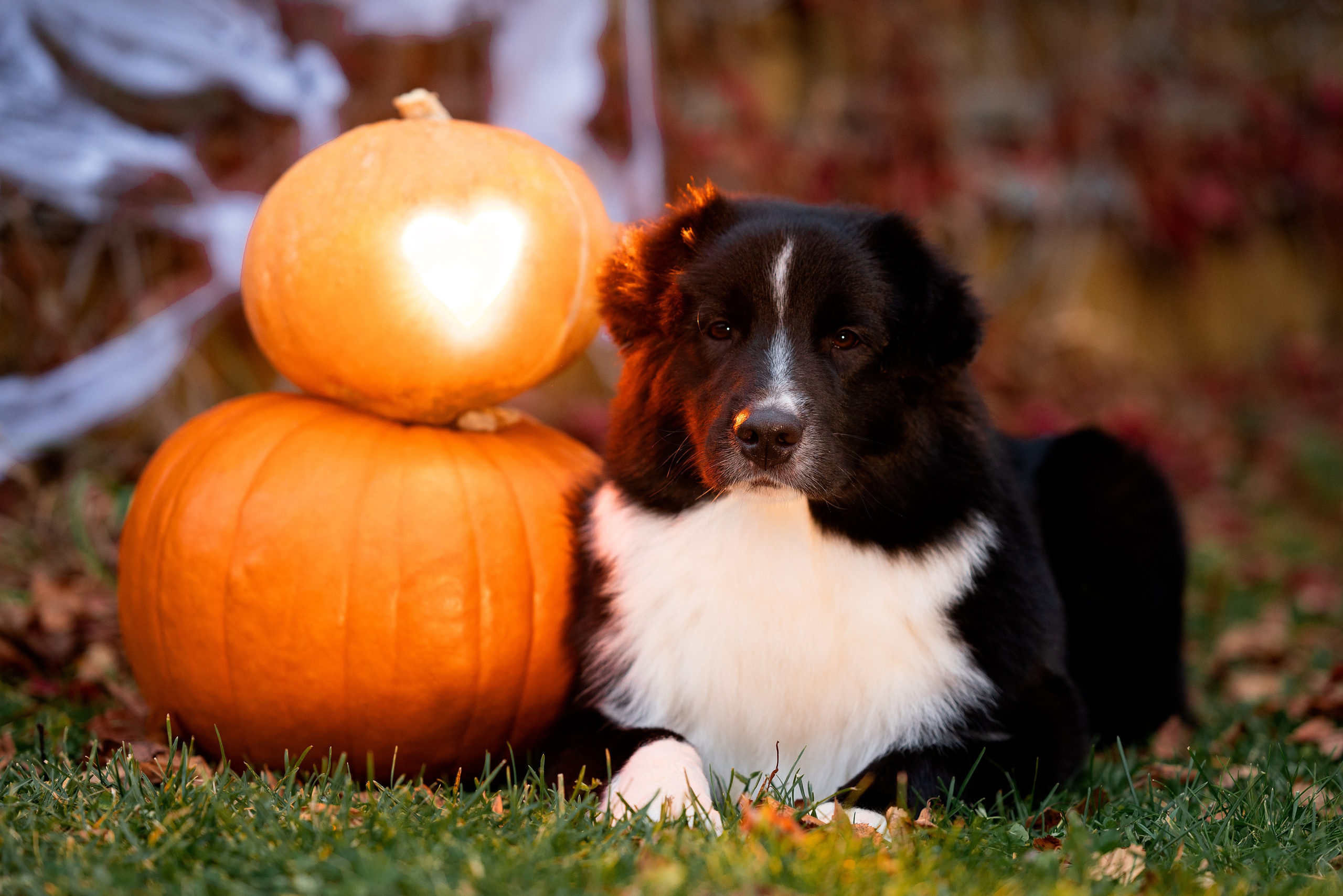 Halloween. Творческий фотограф Вологда