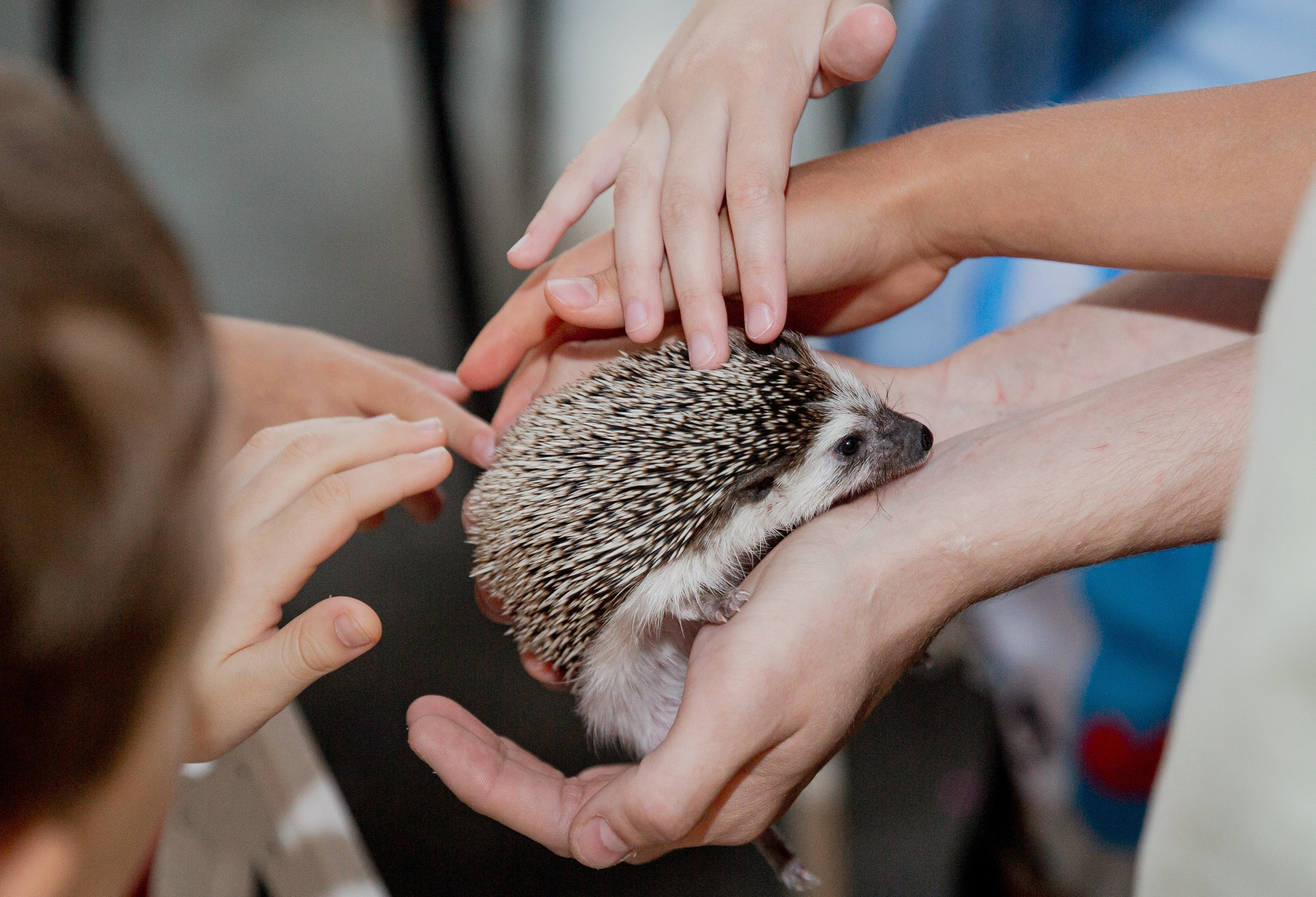 Детские мероприятия. Свадебный фотограф Москва Анна Шилова