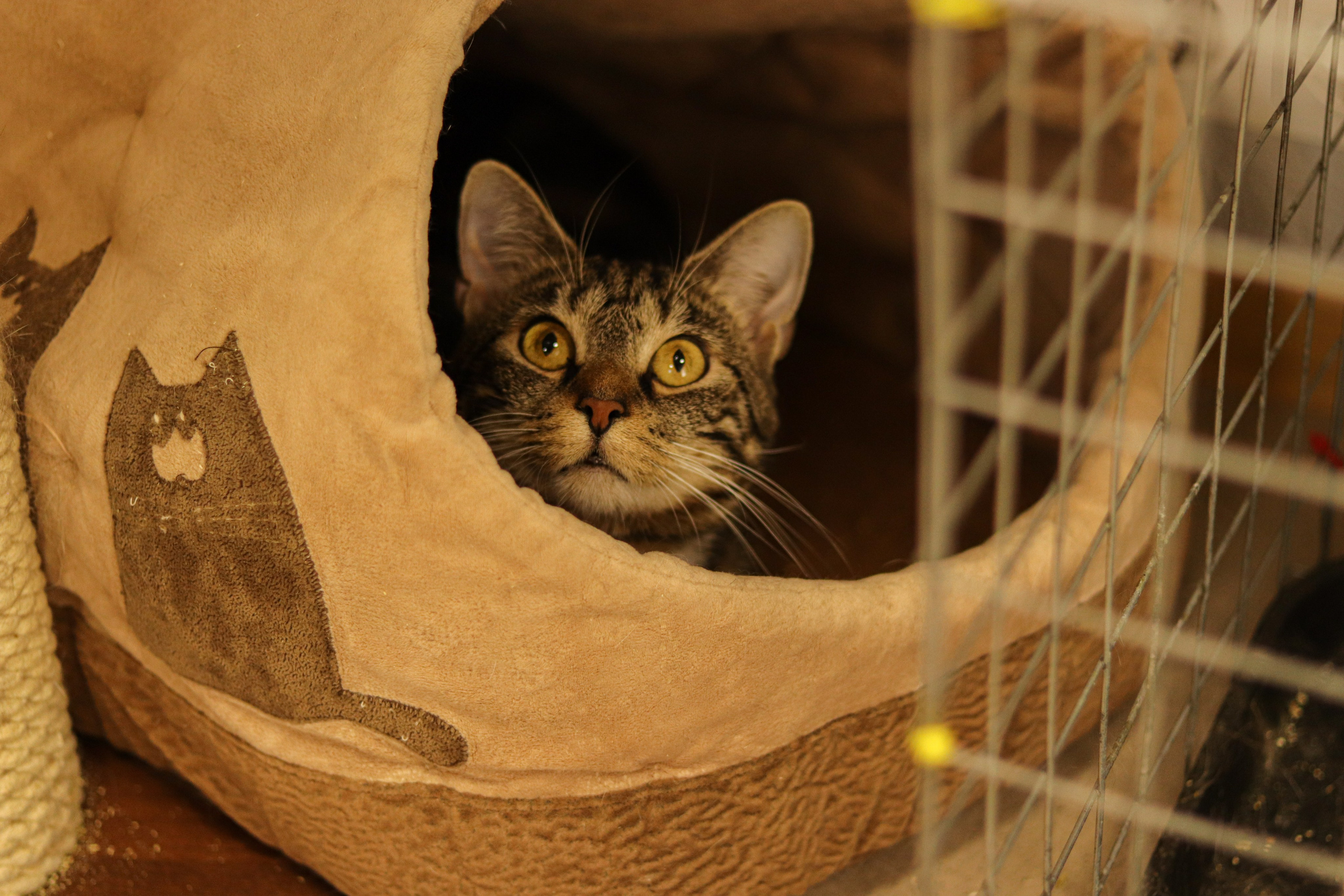 Петербургский дом кота (27 июня 2024). Ивентный фотограф в Санкт-Петербурге Олег Комков