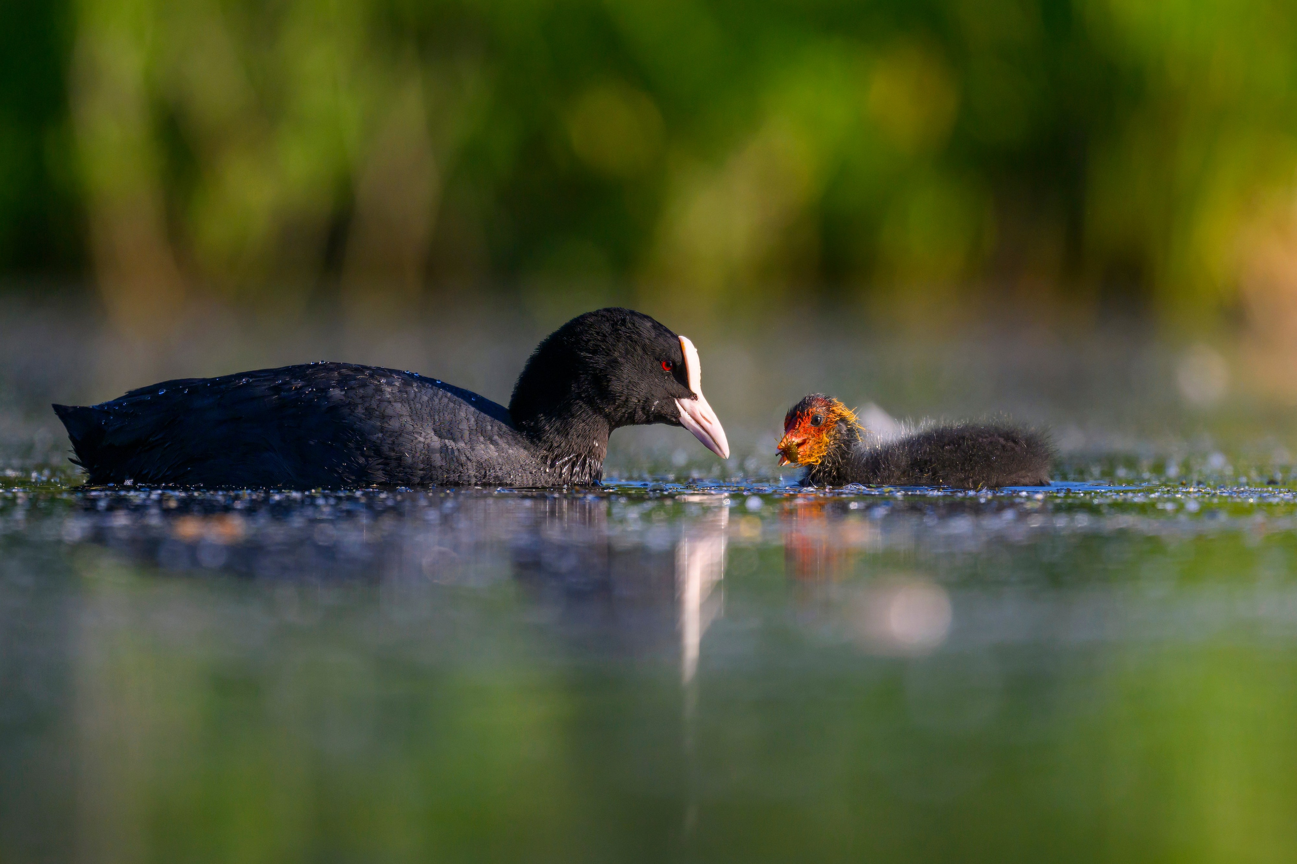 Пополнение у поганок. Фотограф Сергей Пупонин
