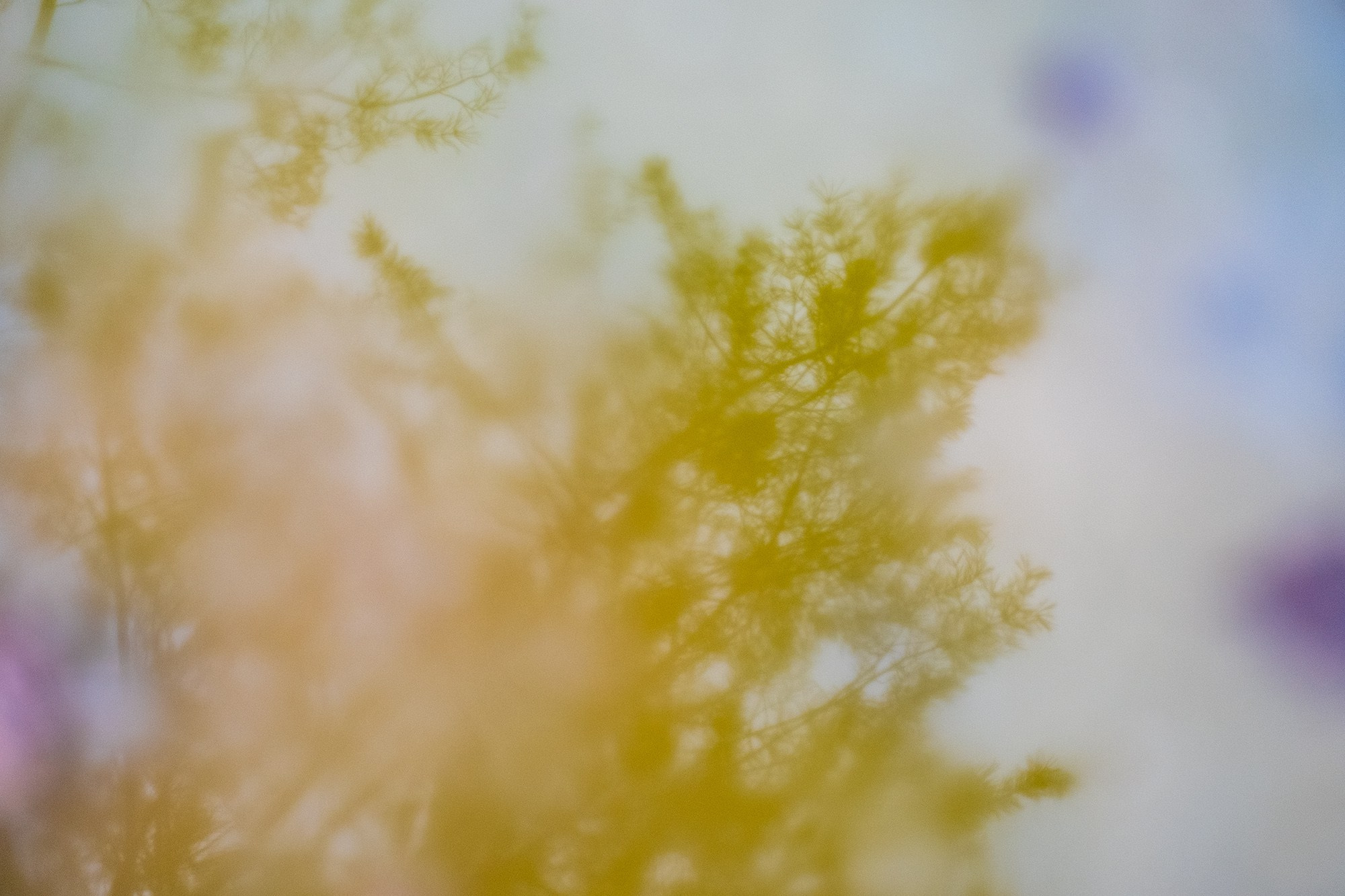 Природа. Фотограф в городе Каменск-Уральский — Метелёв Андрей