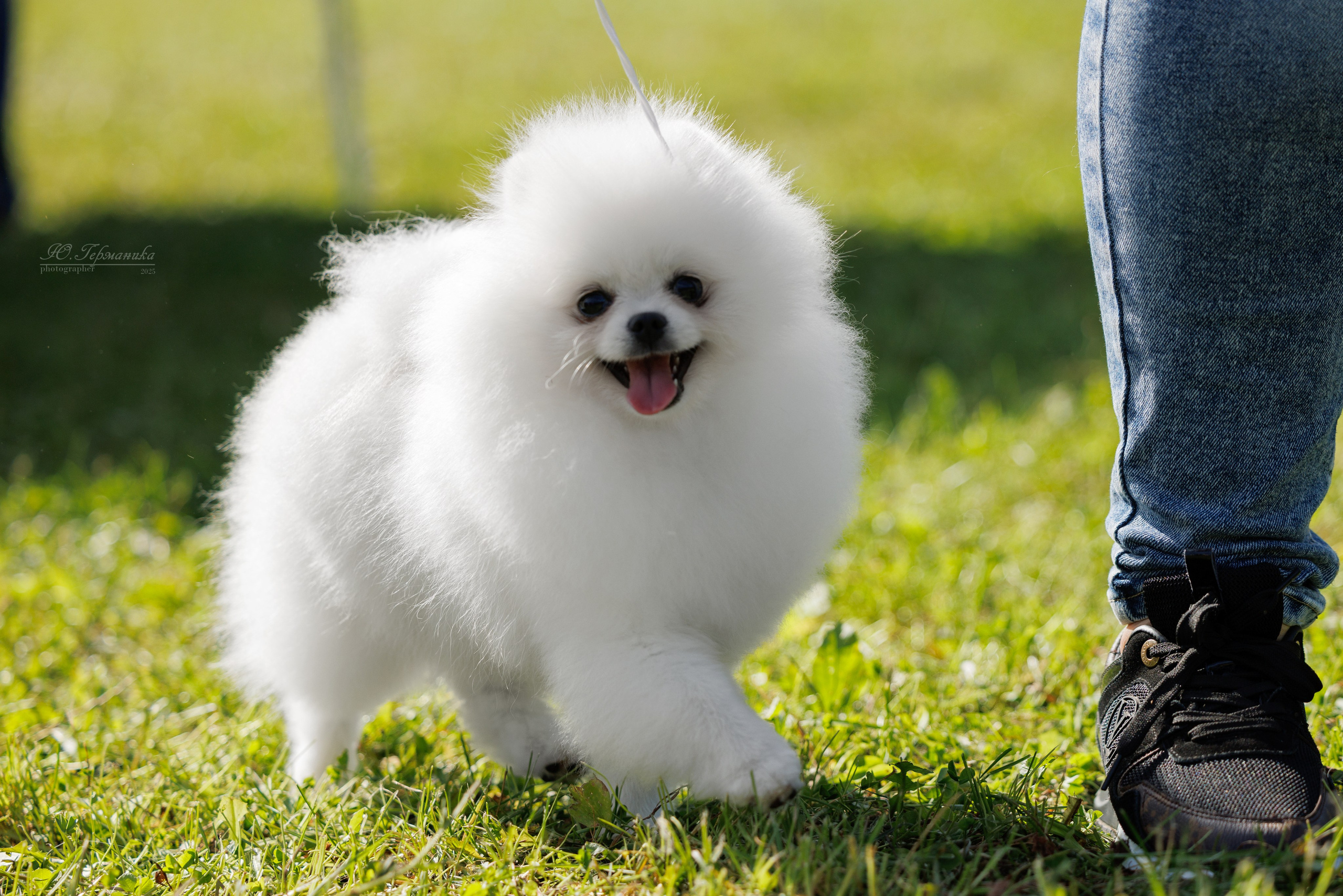 Зеленоград 13.09.2025. Фотограф-анималист Юлия Германика