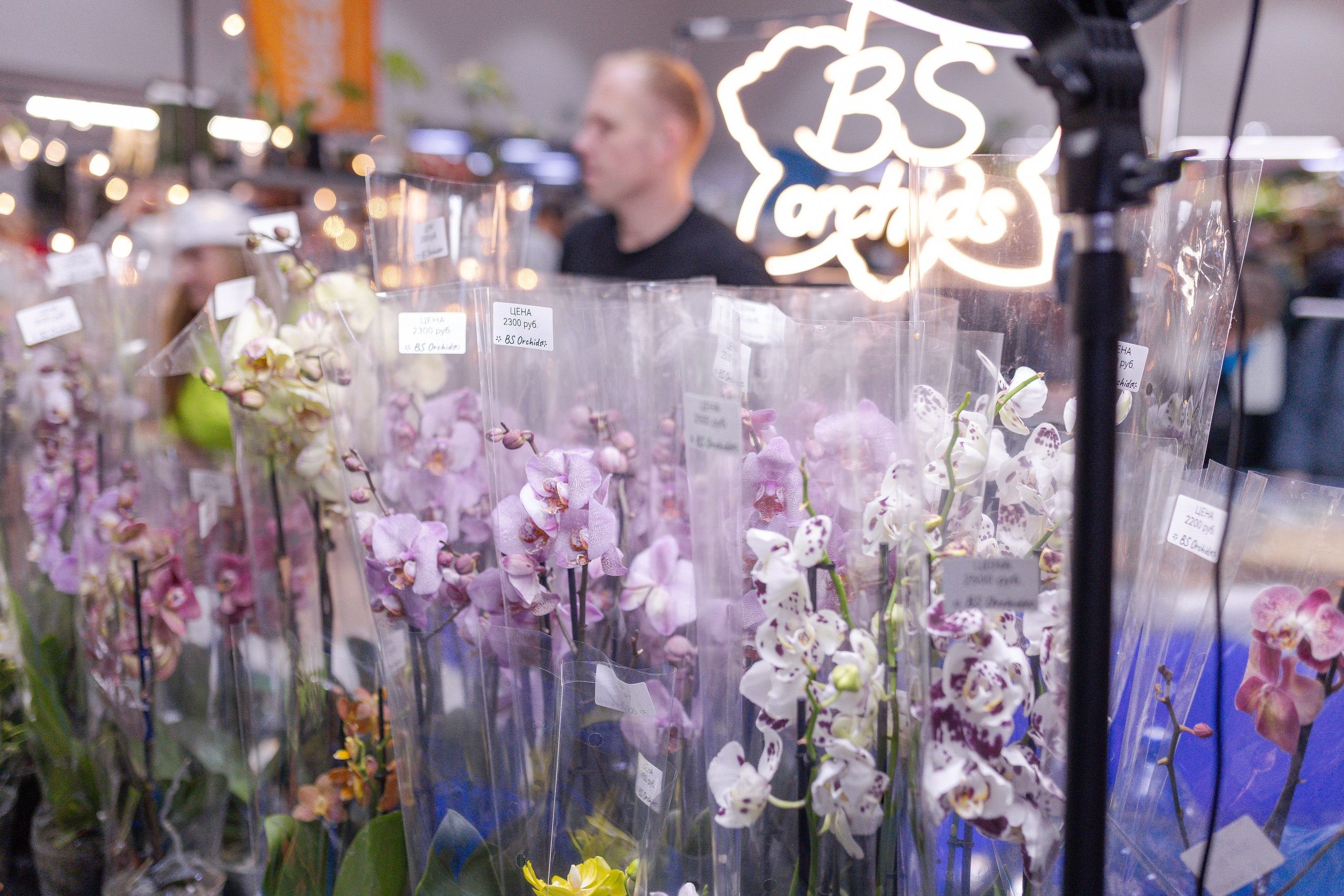 Орхидиум 12.2025. Александра Куликова фотограф, Москва