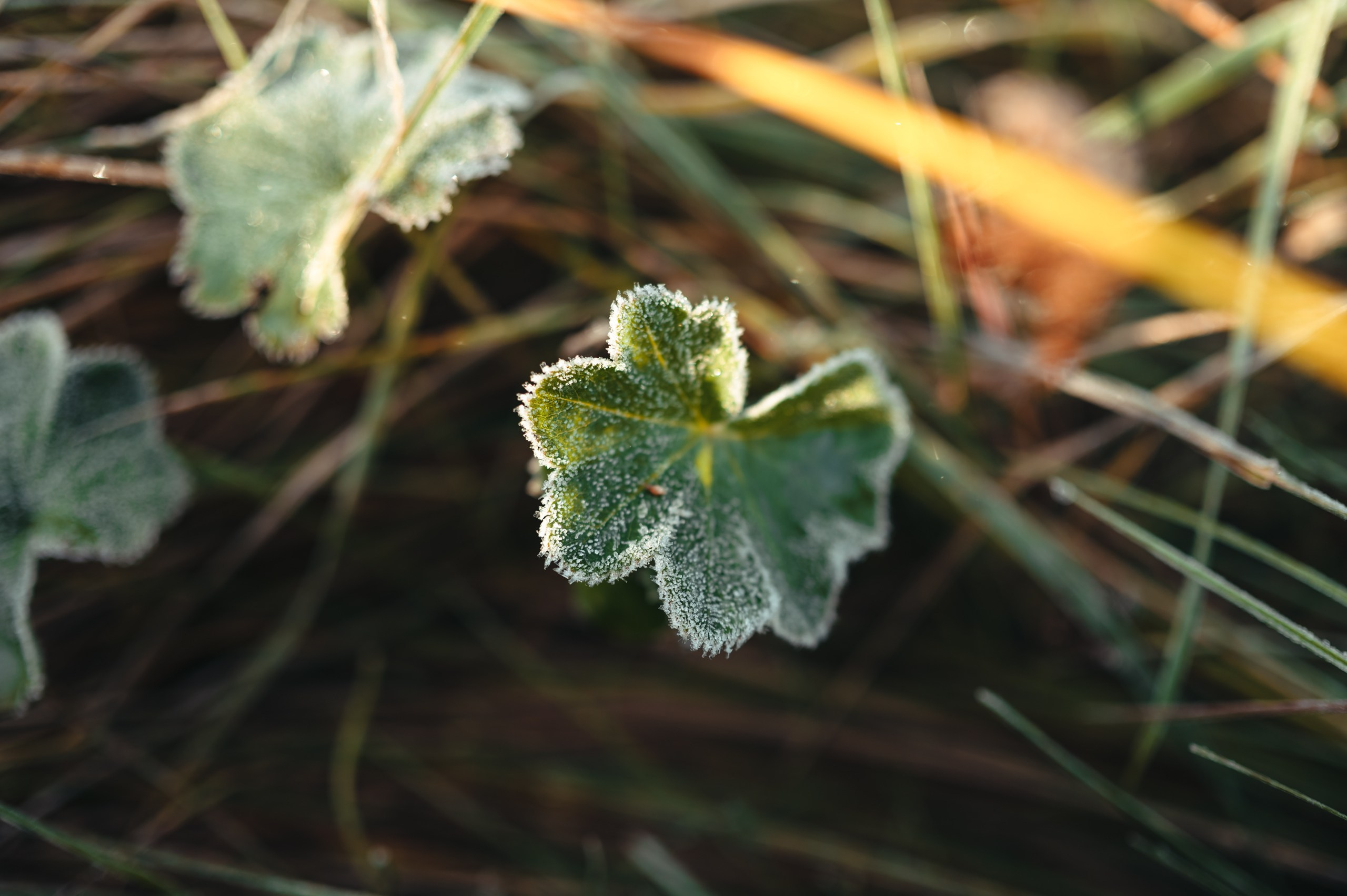 Карелия. Komonev