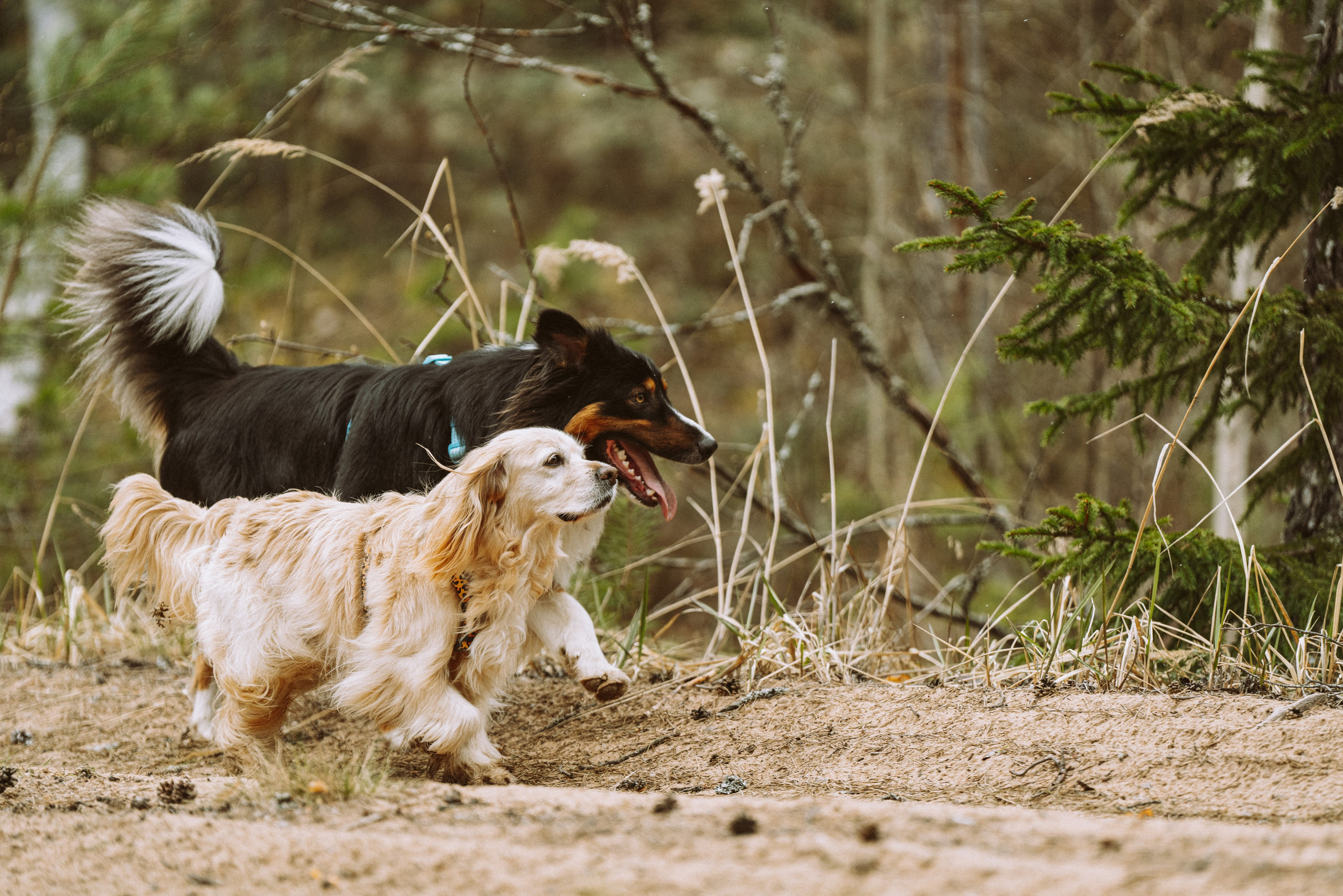Дог трекинг к финскому хутору. Фотограф анималист в Спб недорого Олеся Майорова
