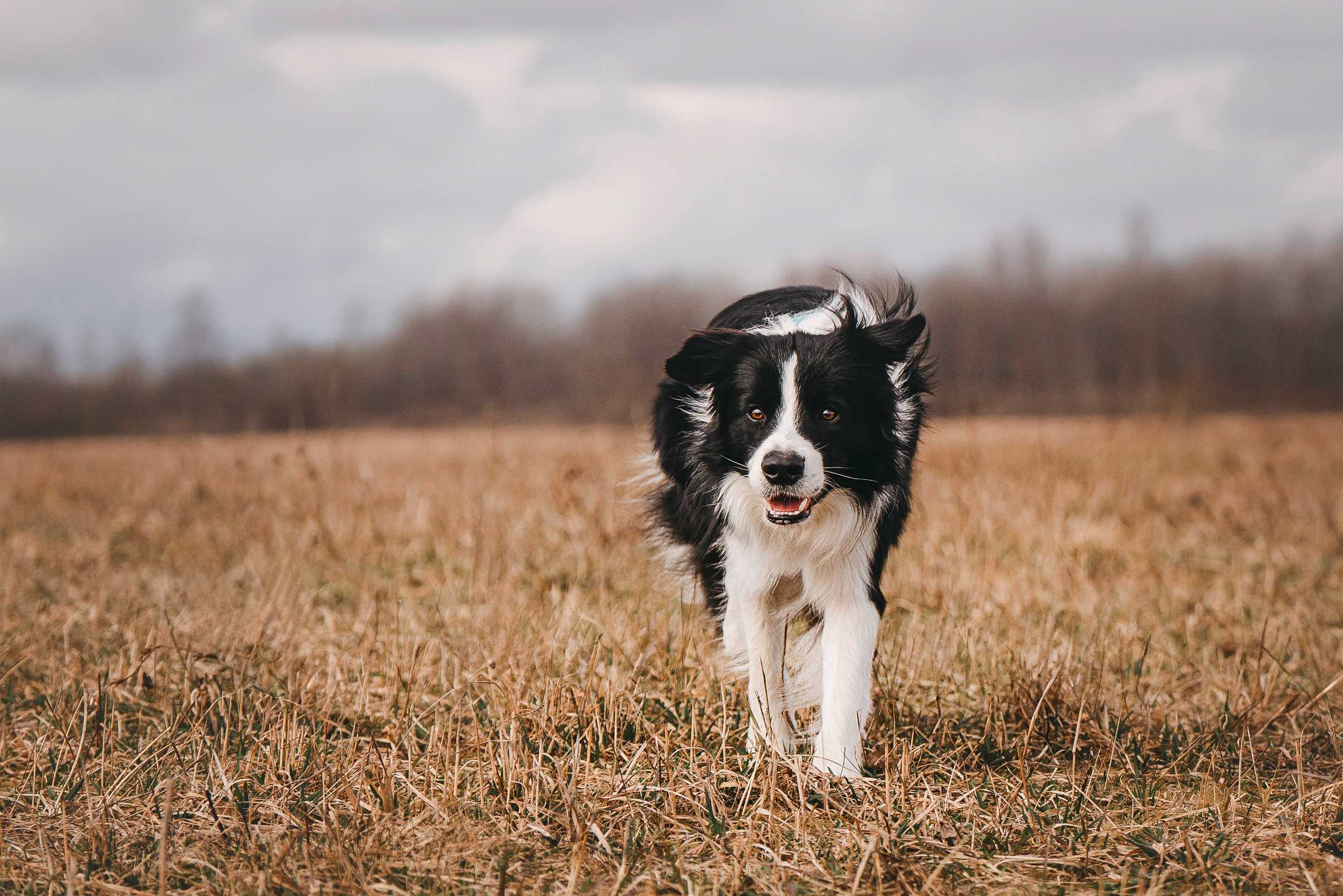 Нил и Алёна. Фотограф анималист в Спб недорого Олеся Майорова