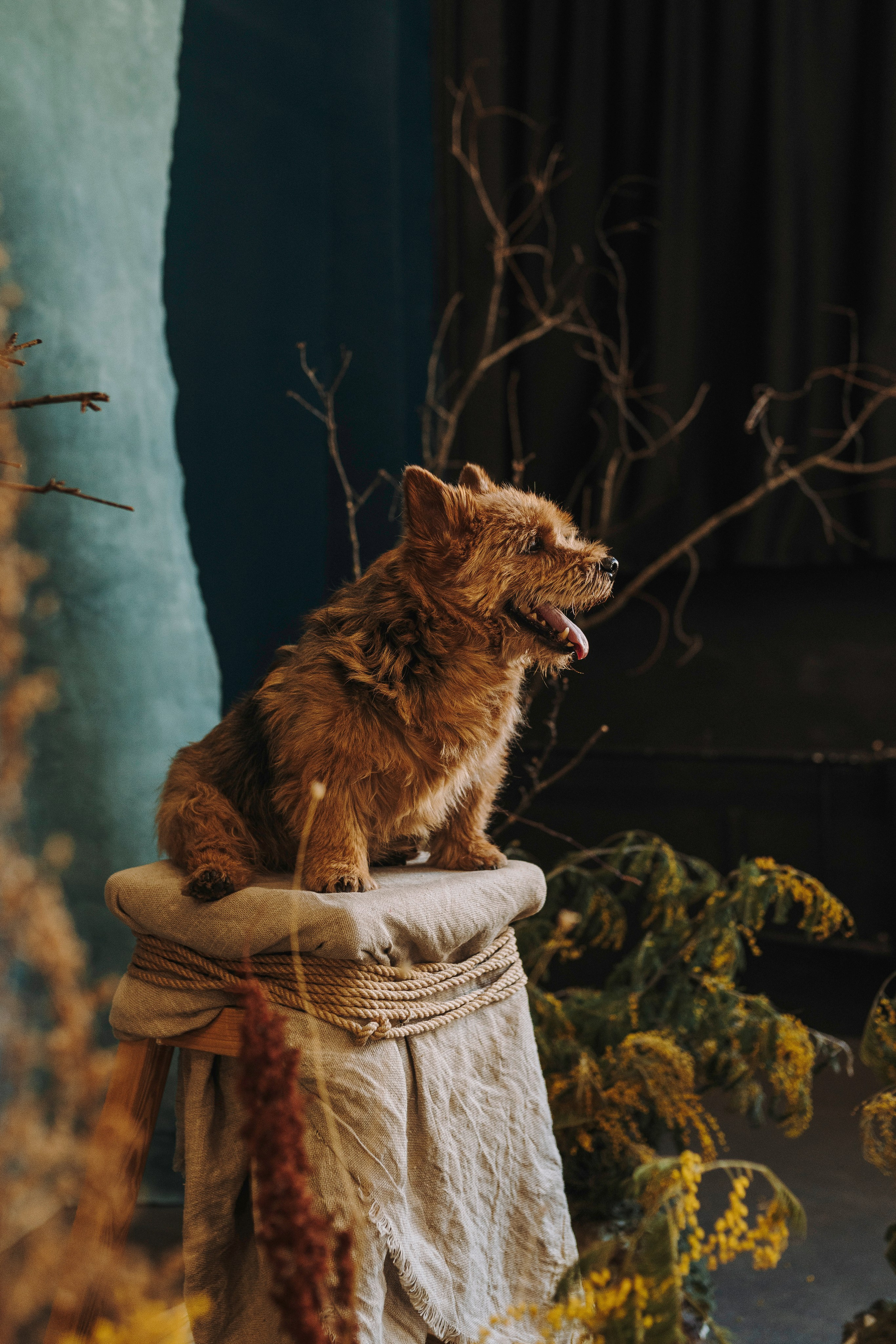 Маша и Рамси. Фотограф анималист в Спб недорого Олеся Майорова