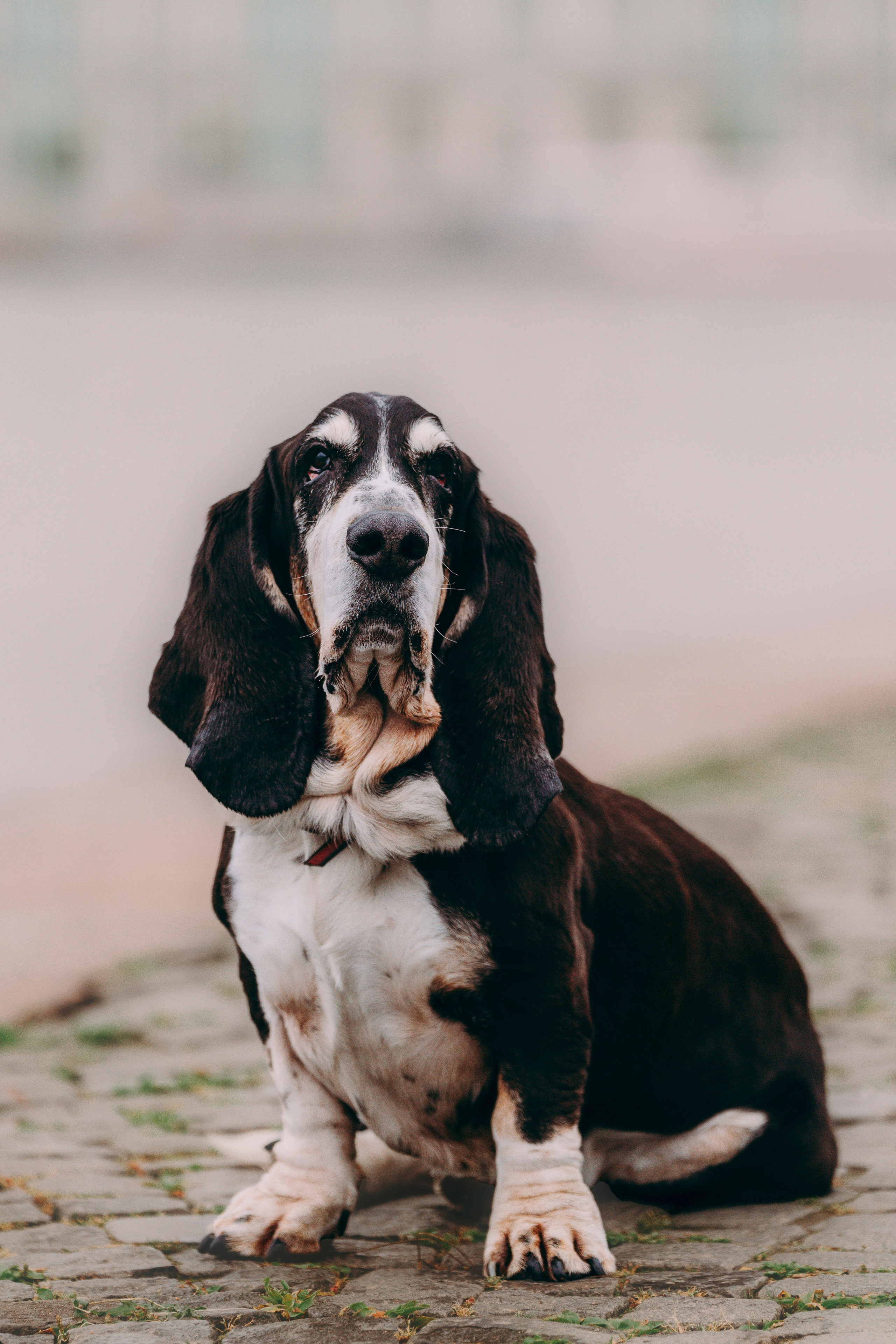 Елизавета и Епифан. Фотограф анималист в Спб недорого Олеся Майорова