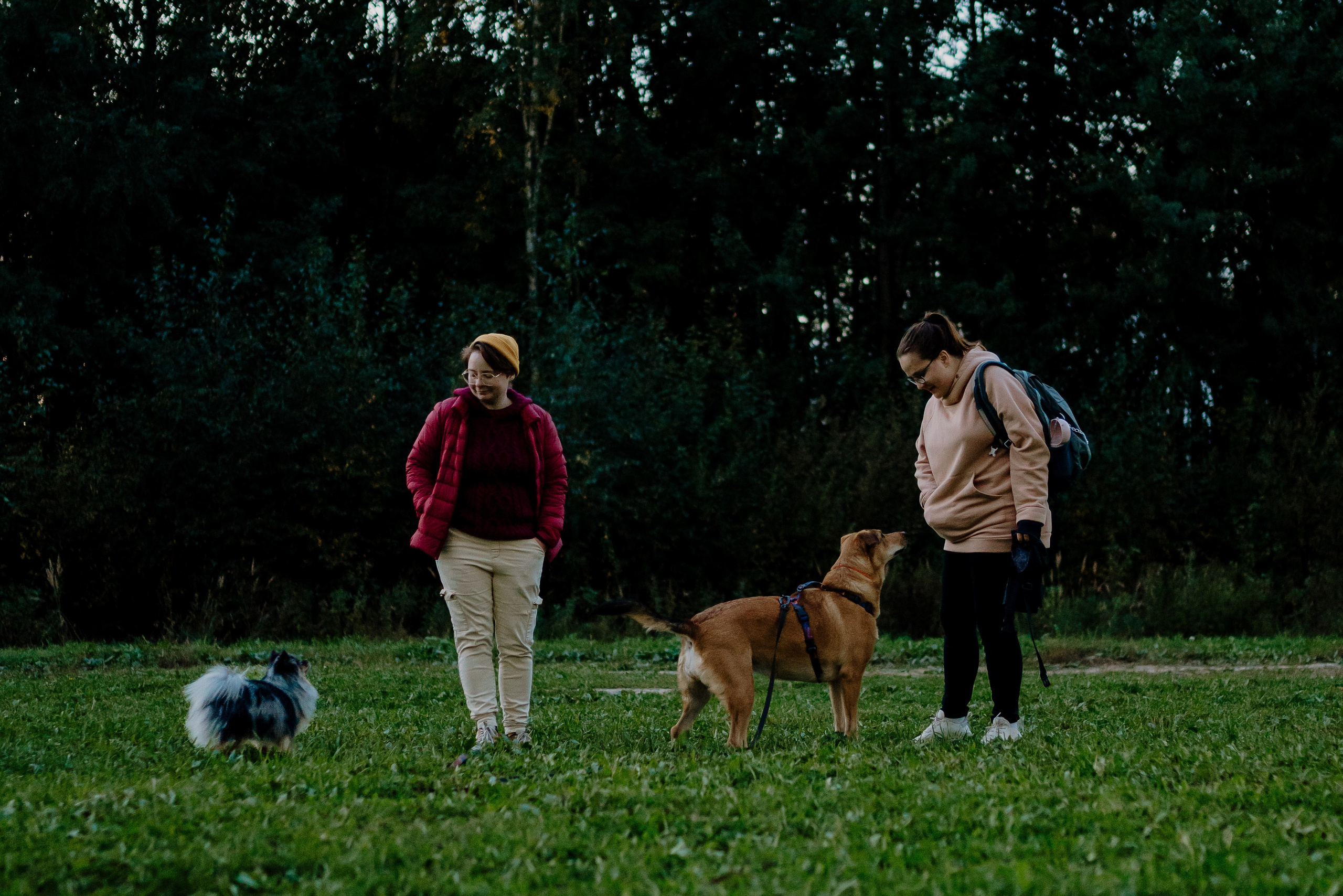 Семейная фотосессия с двумя собаками на закате. Фотограф анималист в Спб недорого Олеся Майорова