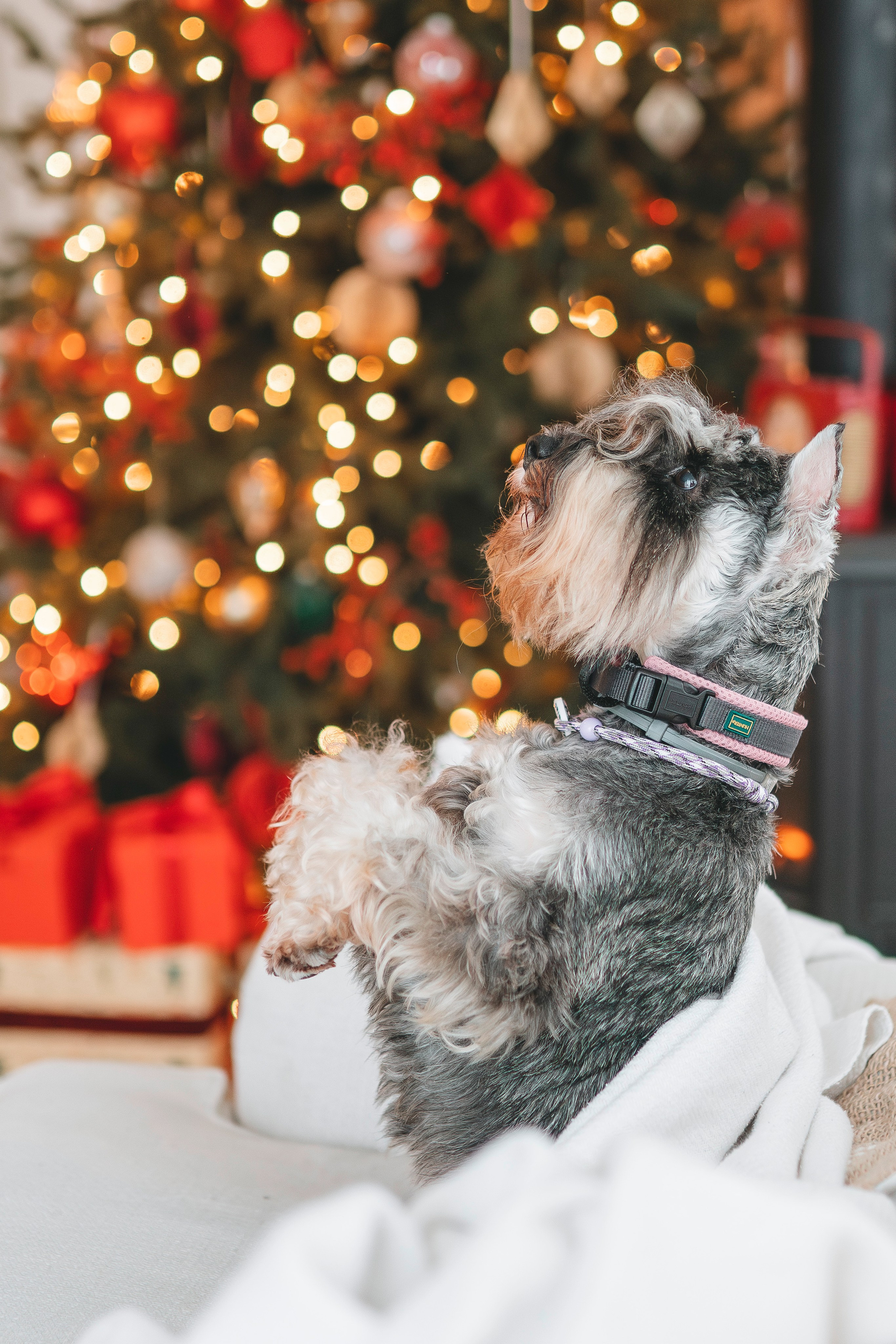Ольга и Сатори. Фотограф анималист в Спб недорого Олеся Майорова