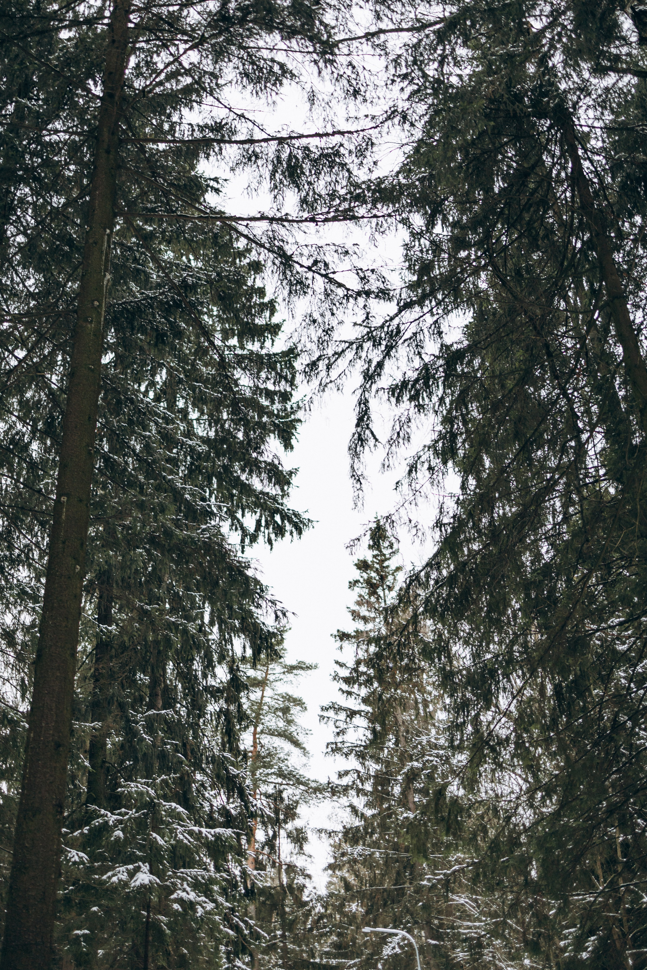 Зимняя прогулка. Семейный фотограф в Москве Валерия Карпова