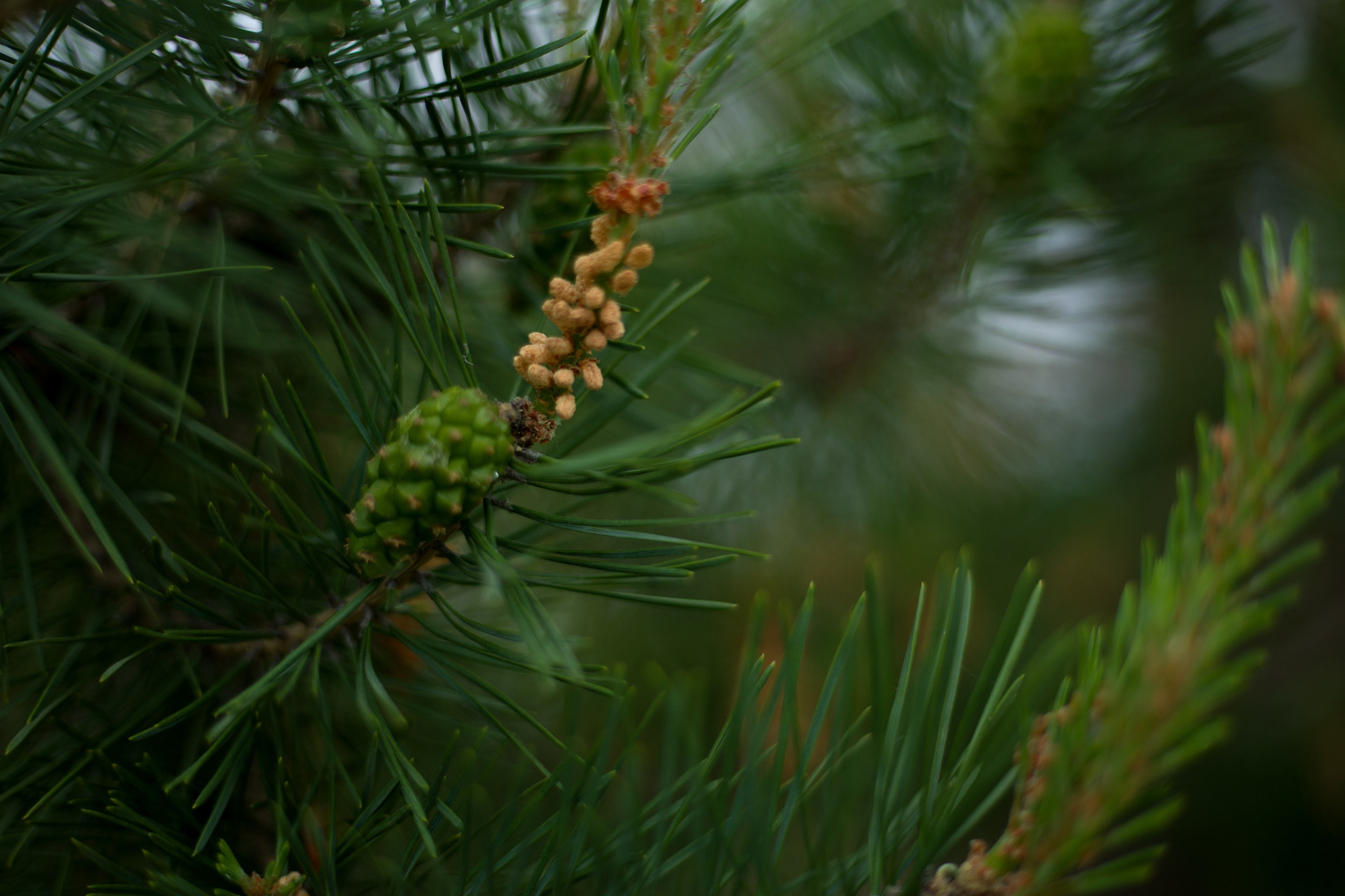 Ботаника. Контент-фотограф в Нижнем Новгороде Антошина Ольга