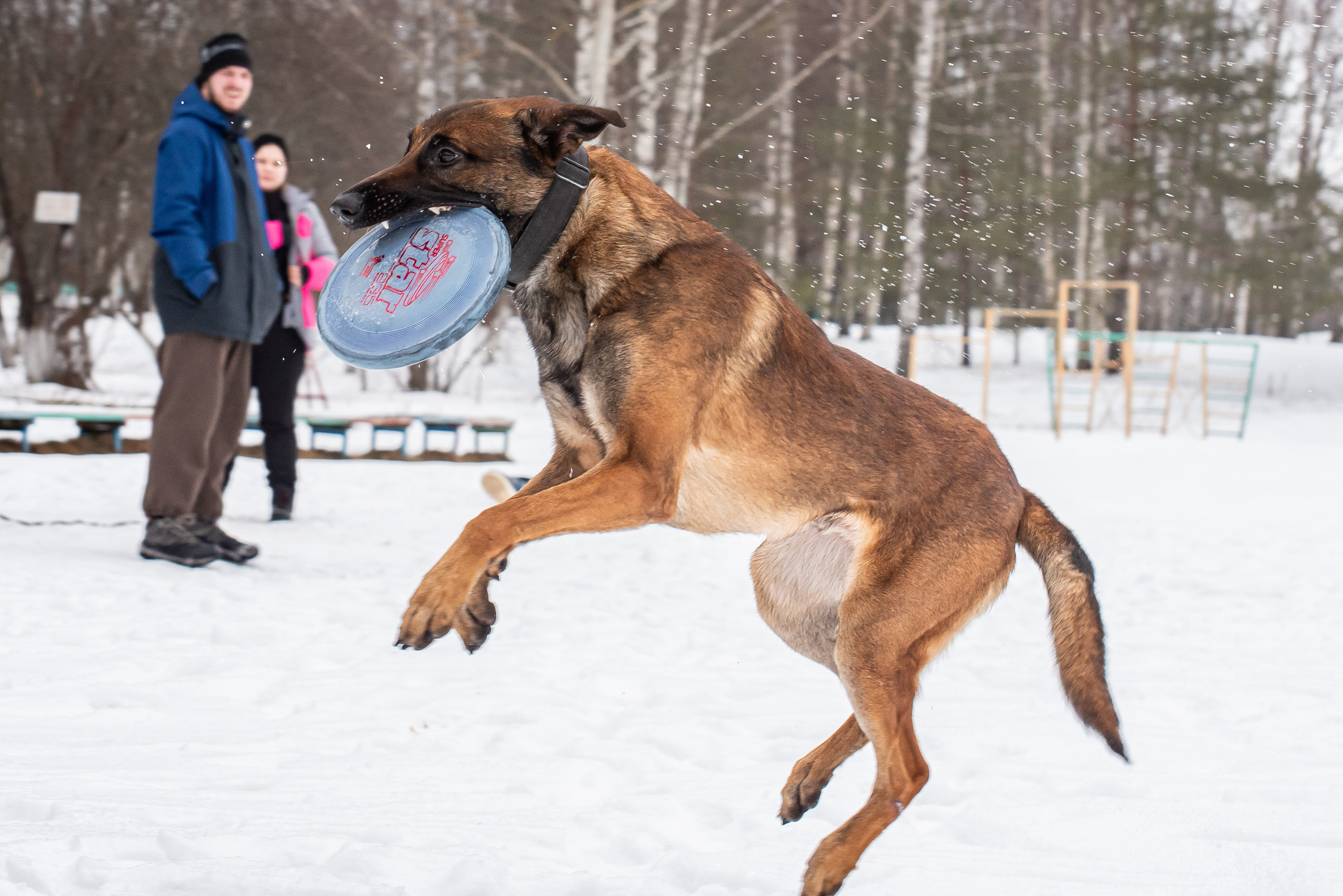 Фотосъёмка с собаками в Кинологическом лагере. Фотограф Макс Огурцов в Нижнем Новгороде