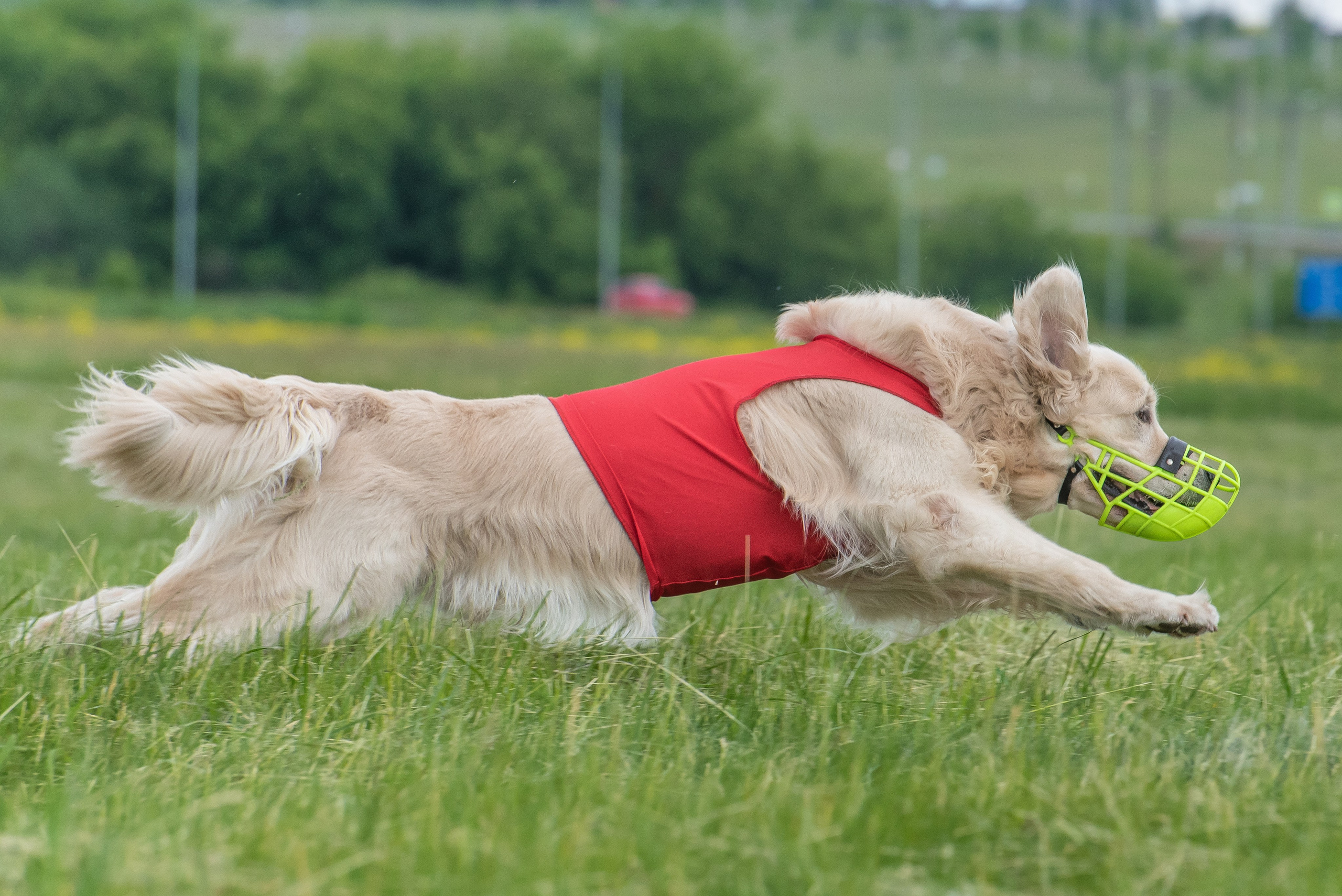 Спортивный фотограф анималист курсинг. Фотограф Макс Огурцов в Нижнем Новгороде