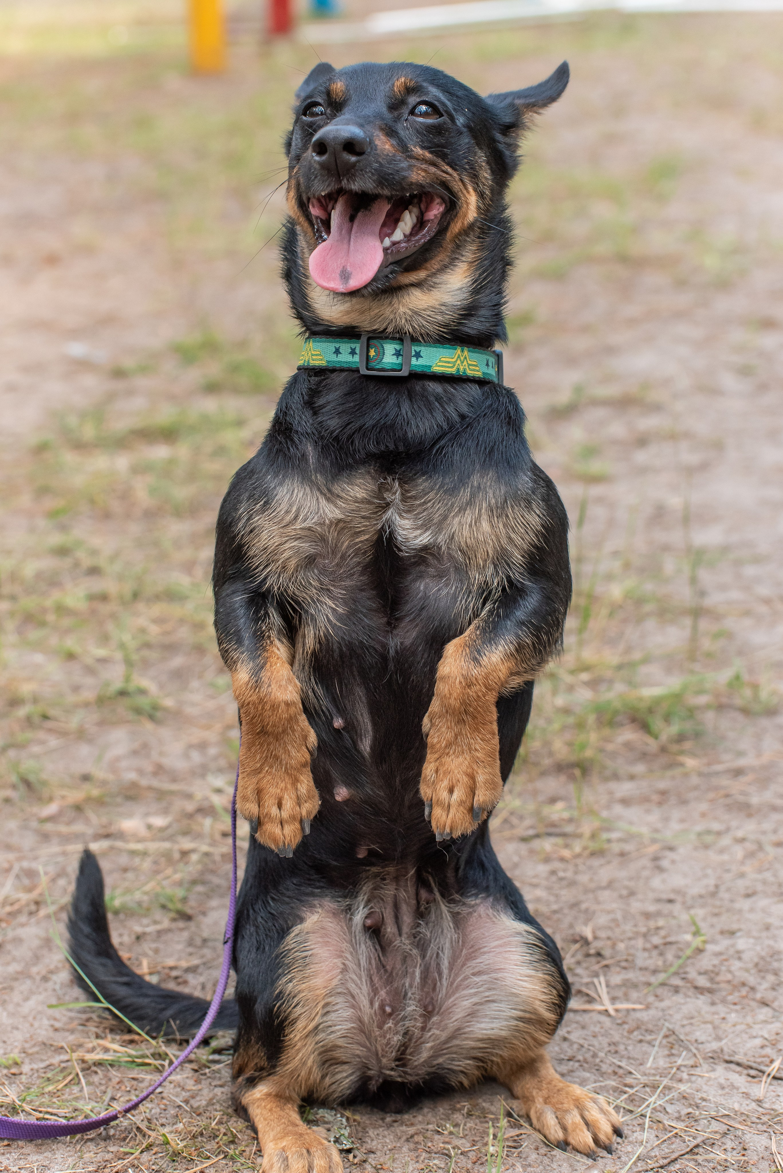 Хвостатые каникулы Детский кинологический лагерь. Фотограф Макс Огурцов в Нижнем Новгороде