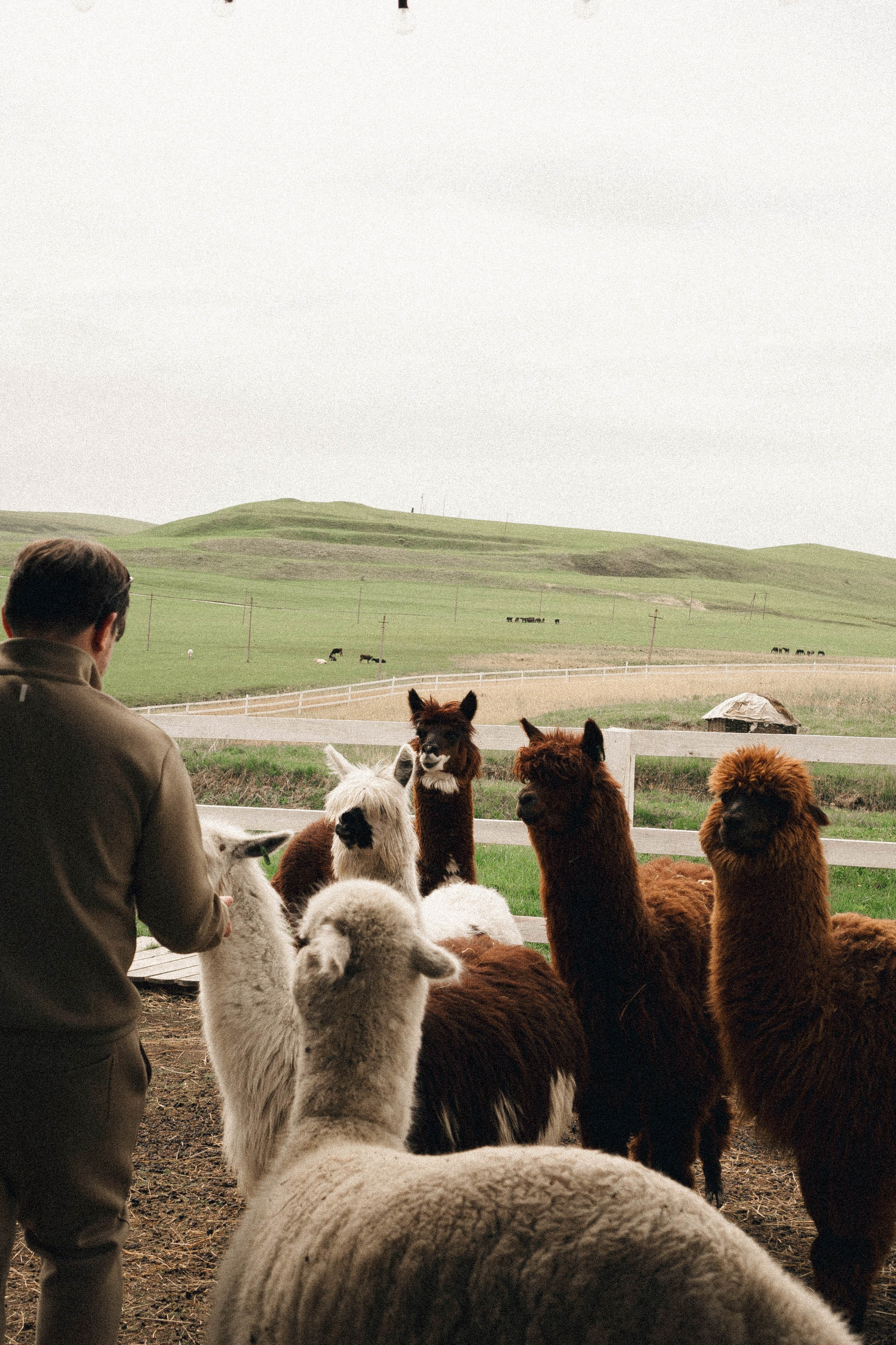 Ферма Альпак. Профессиональный фотограф, Санкт-Петербург — Виктория Богомолова