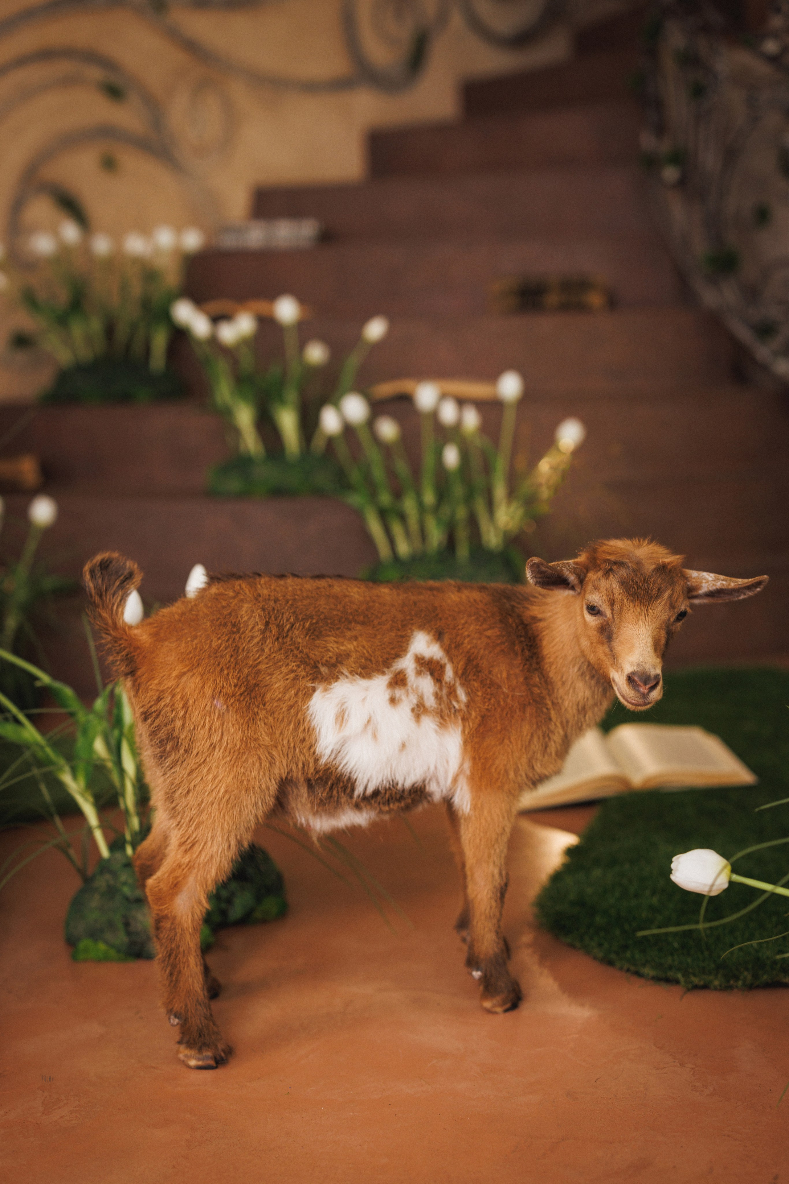 Сказочная фотосессия с белыми Тюльпанами, фотостудия «Эль», город Краснодар. Семейный и детский фотограф в Краснодаре Анна Трашкова