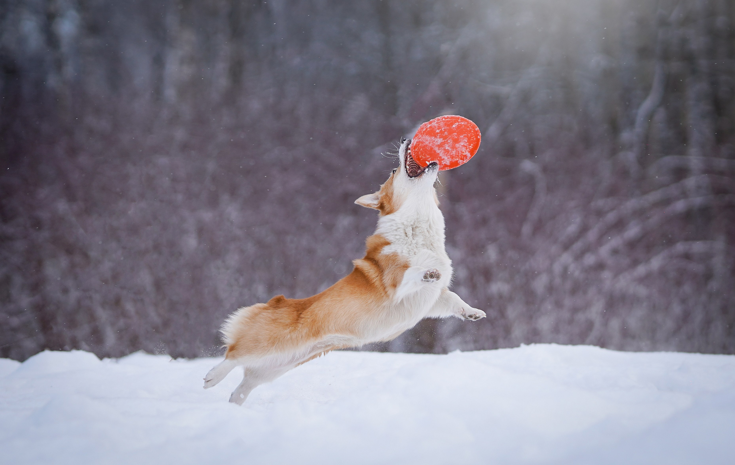 Кристина и Лаки. Фотограф-анималист в Санкт-Петербурге Яна Мартынова