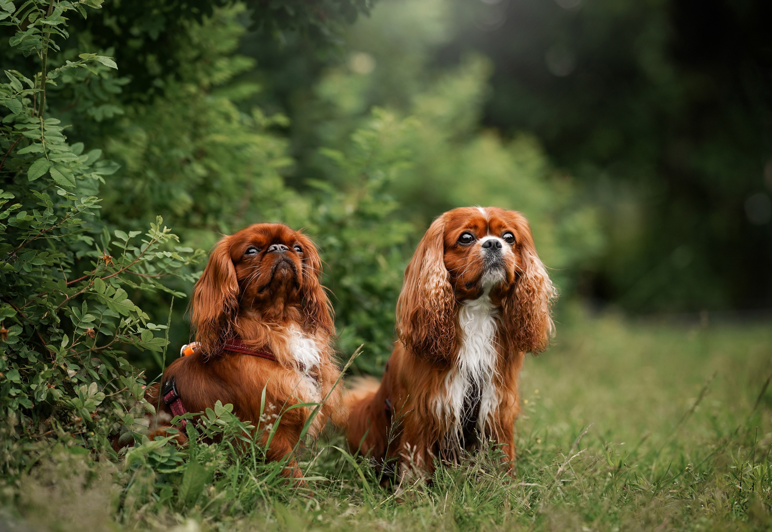 Юля Володя Гарри и Верон. Фотограф-анималист в Санкт-Петербурге Яна Мартынова