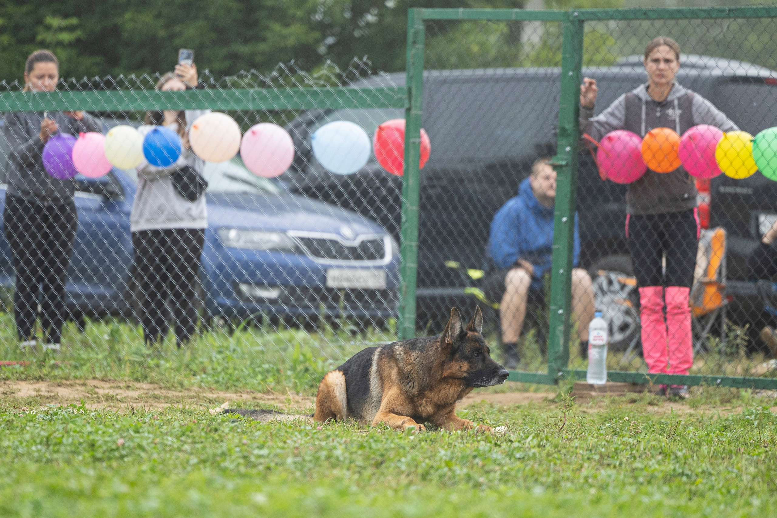 Соревнования по Мондьорингу г. Вологда 10-11.08.2024. Фотограф-анималист Анна Маринич
