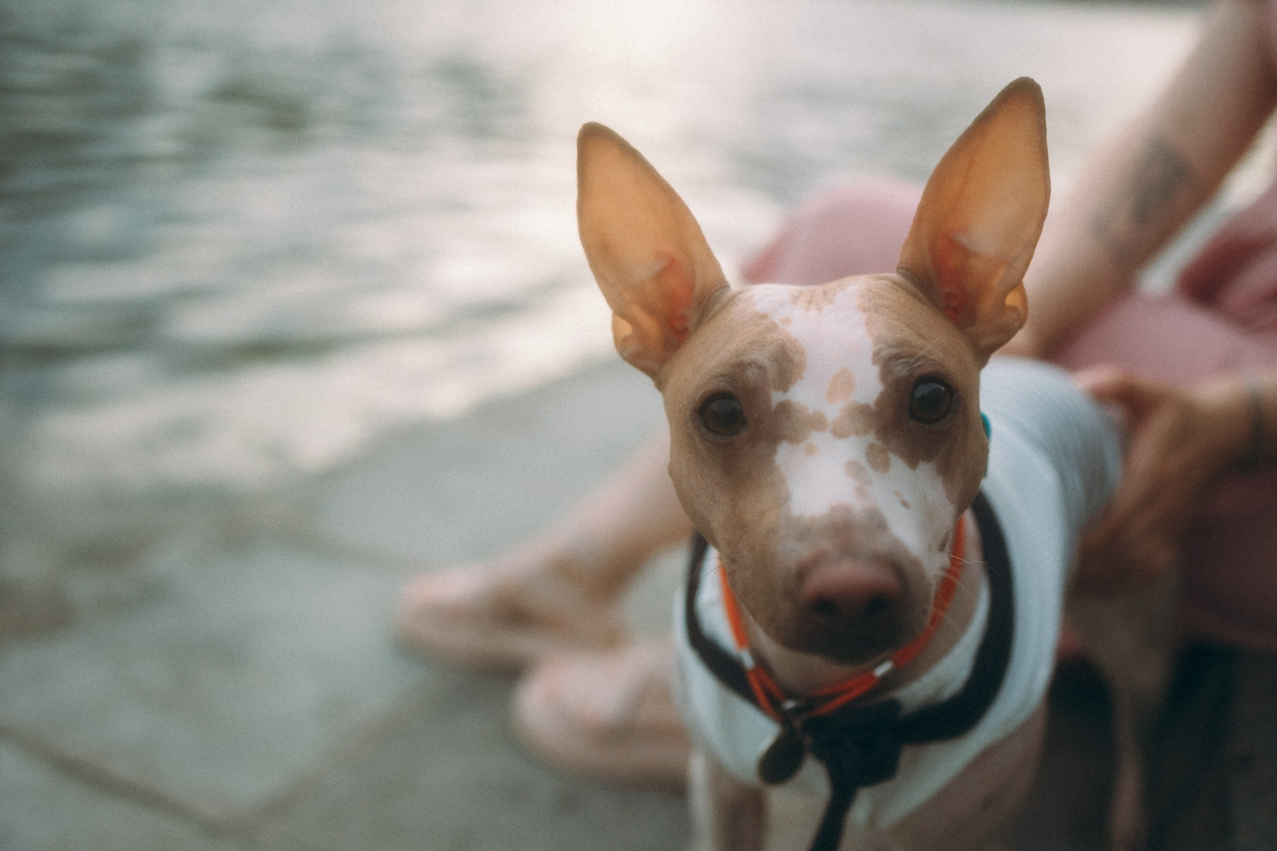 Глаша, Айрон, Ксюша и Оля. Фотограф анималист Анастасия Пикей