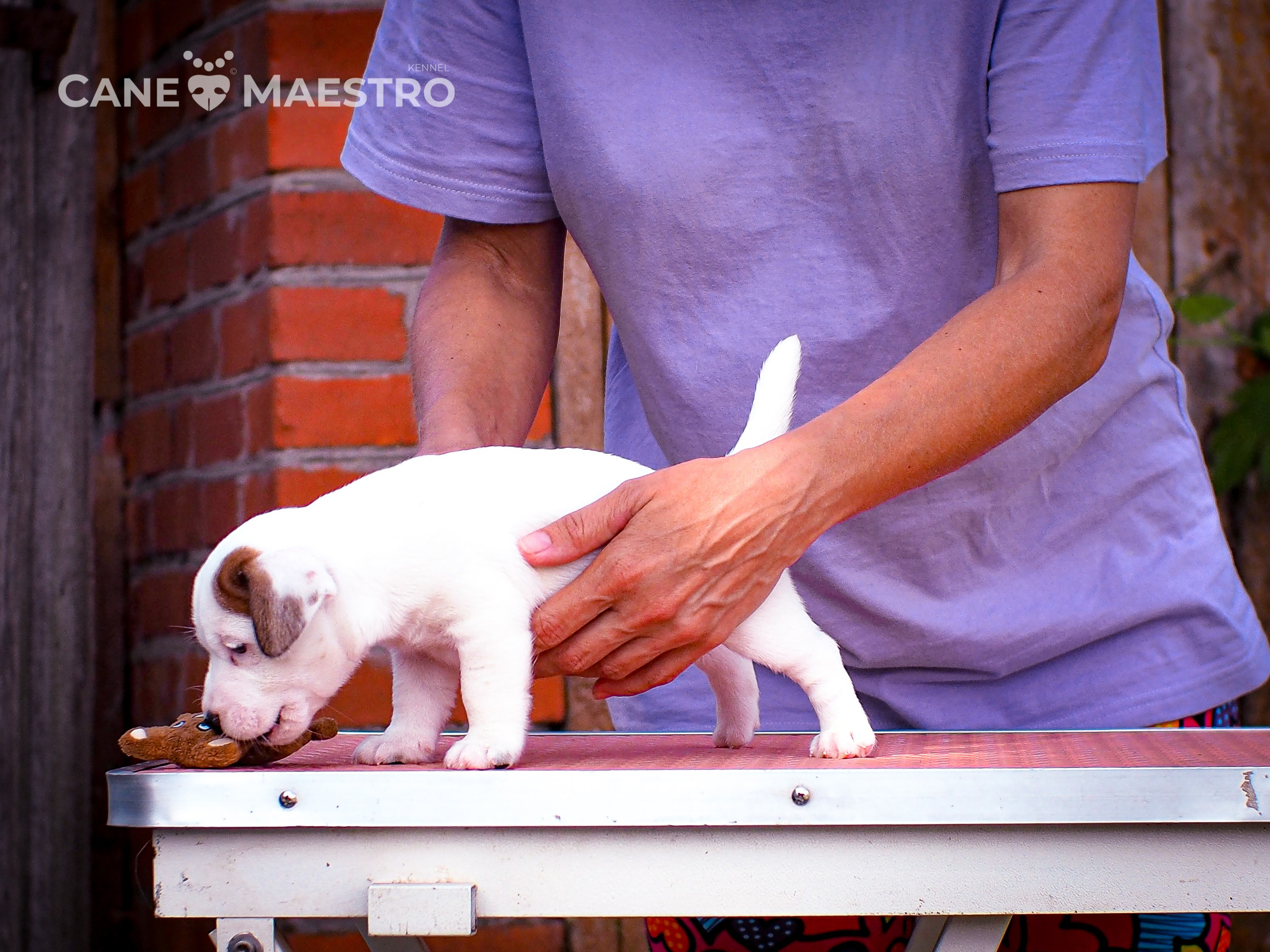 ЭСКИМО_MALE. CANE MAESTRO — kennel Jack Russell Terrier