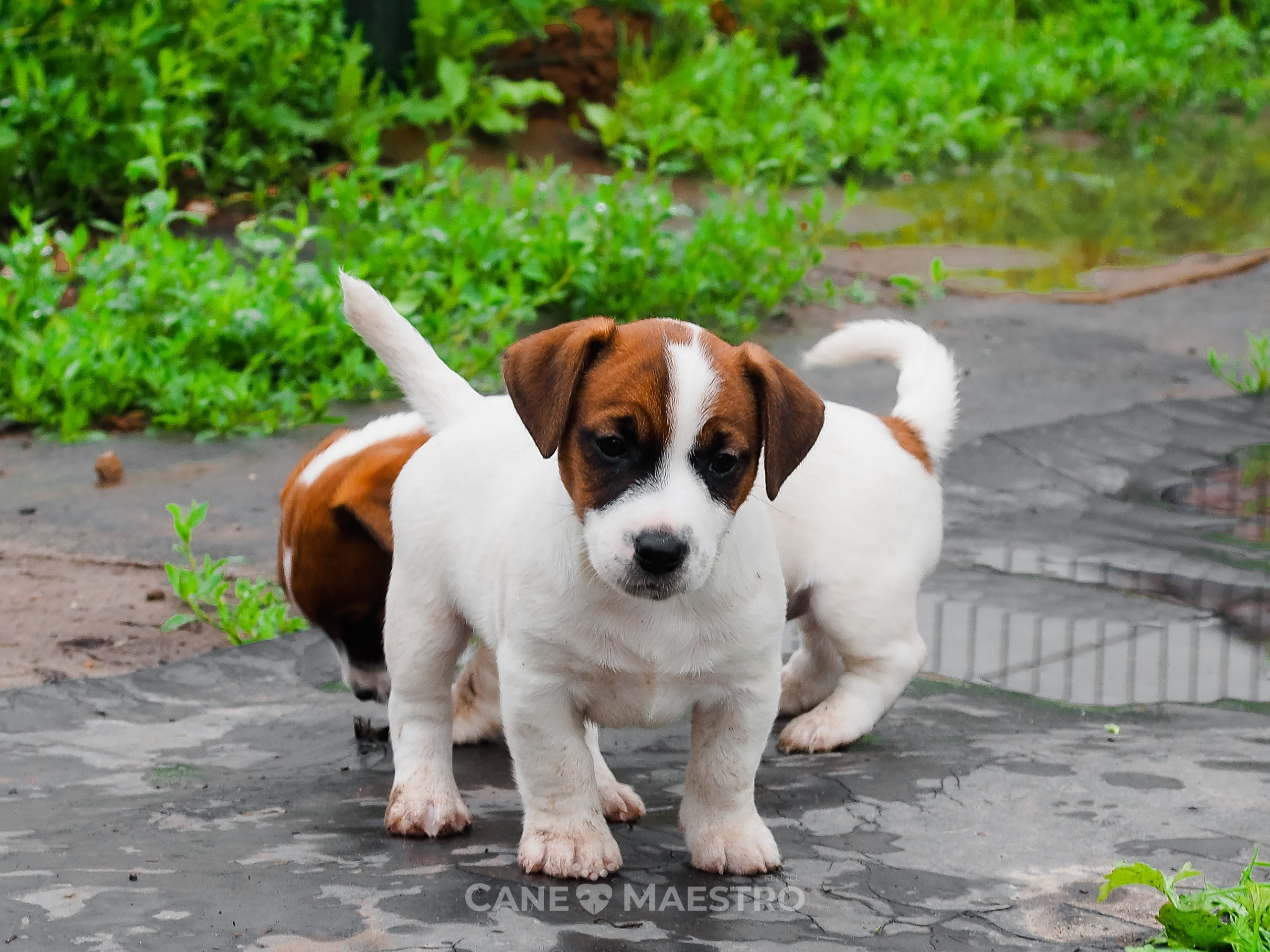 Ш_MALE_1_SHAMPAN. CANE MAESTRO — kennel Jack Russell Terrier