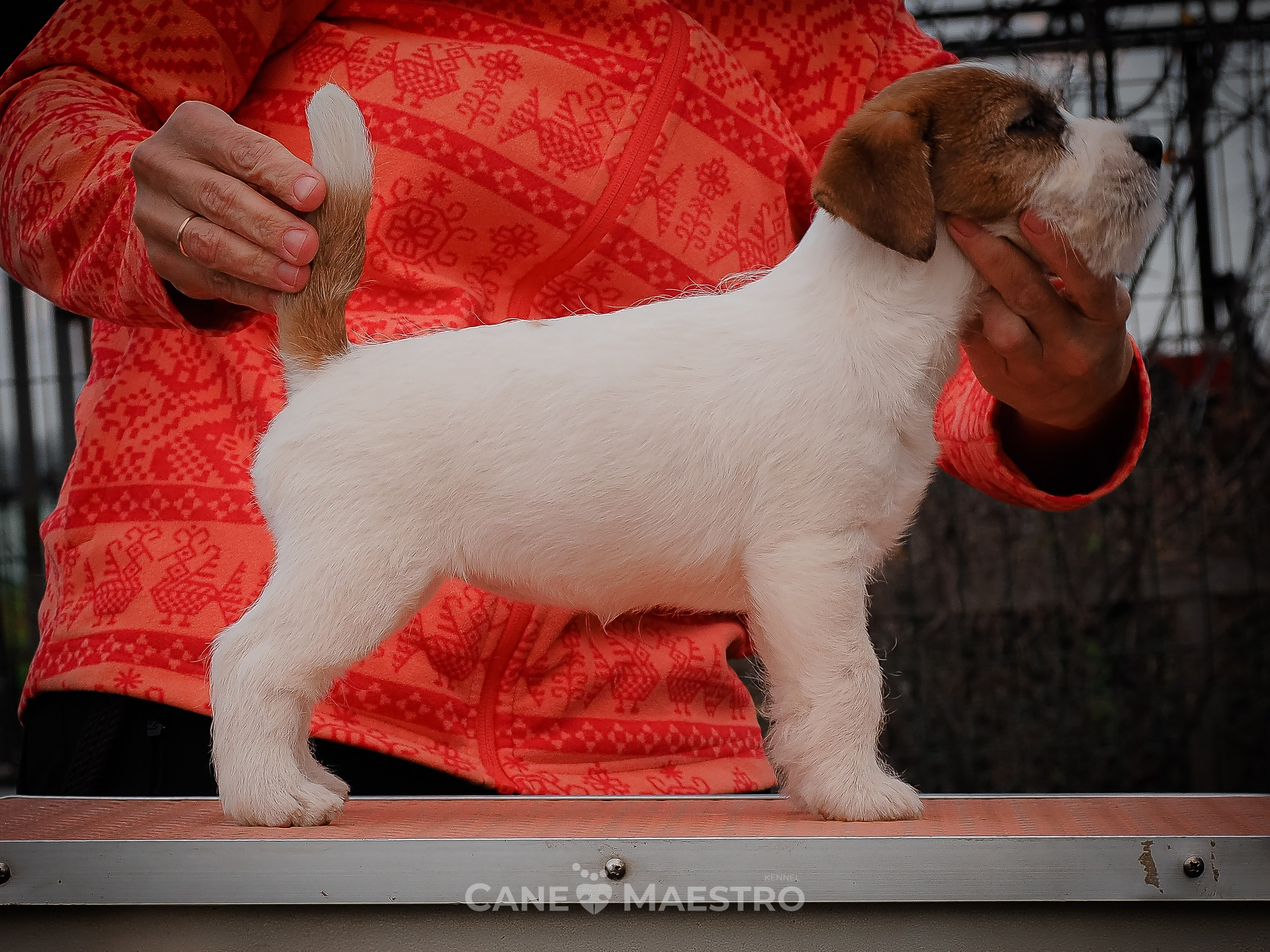 Сука2_БР_27_08_25. CANE MAESTRO — kennel Jack Russell Terrier