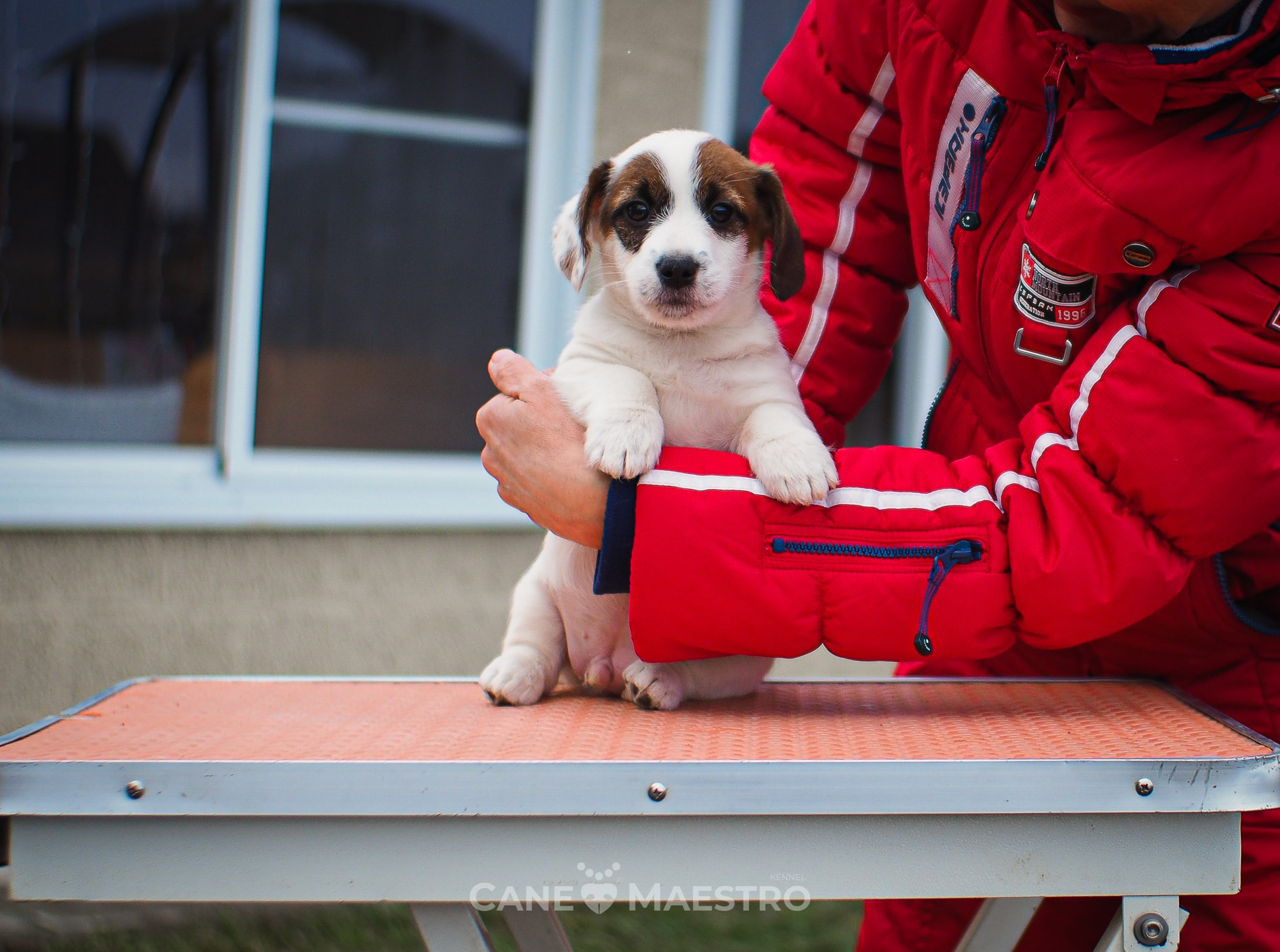 1КОБЛ_МОНОКЛЬ_Ц_ЛИТТЕР. CANE MAESTRO — kennel Jack Russell Terrier