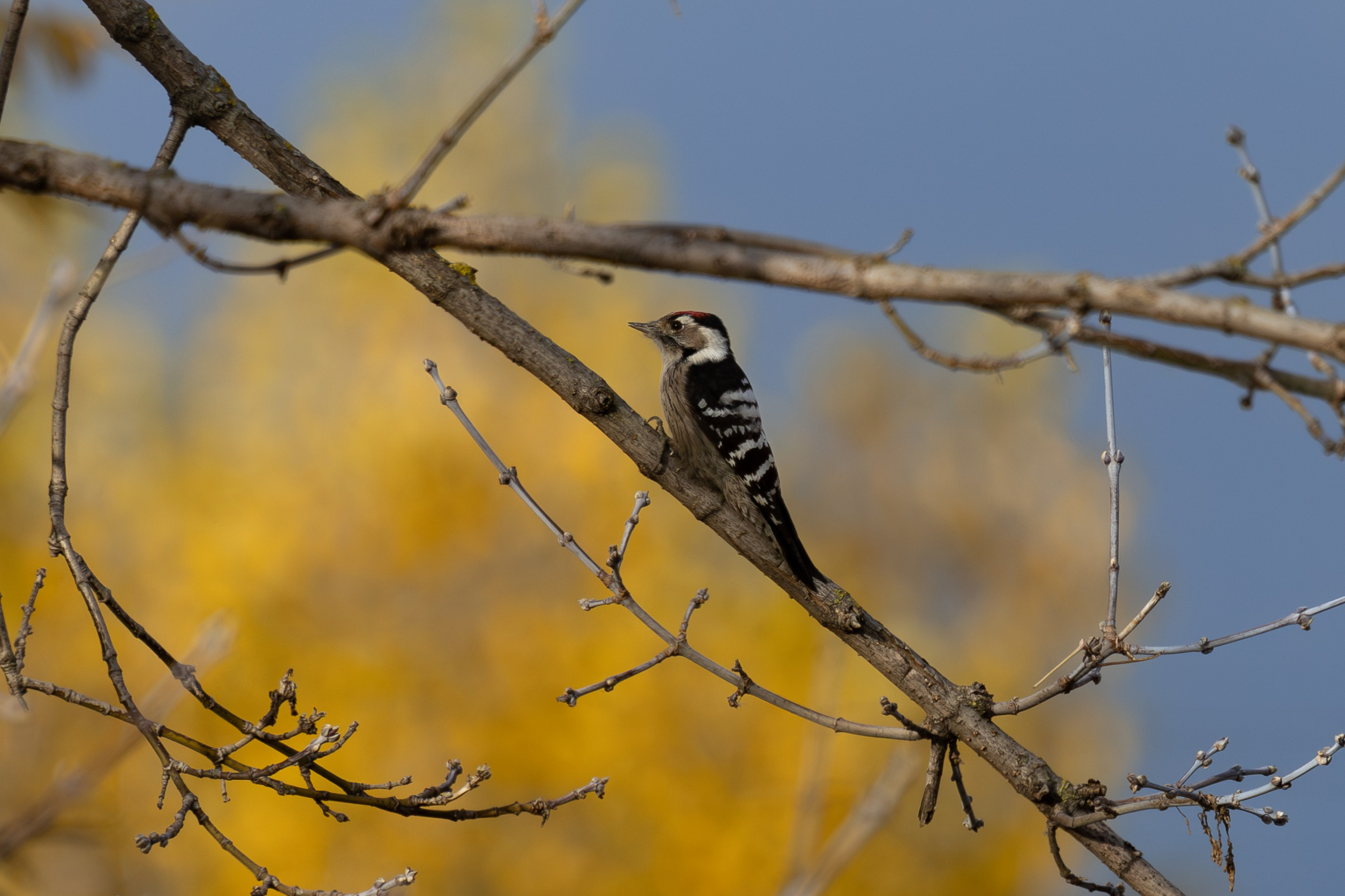 Малый пестрый дятел на желтом фоне. Снято на Canon EOS R8, RF 600 mm f11.