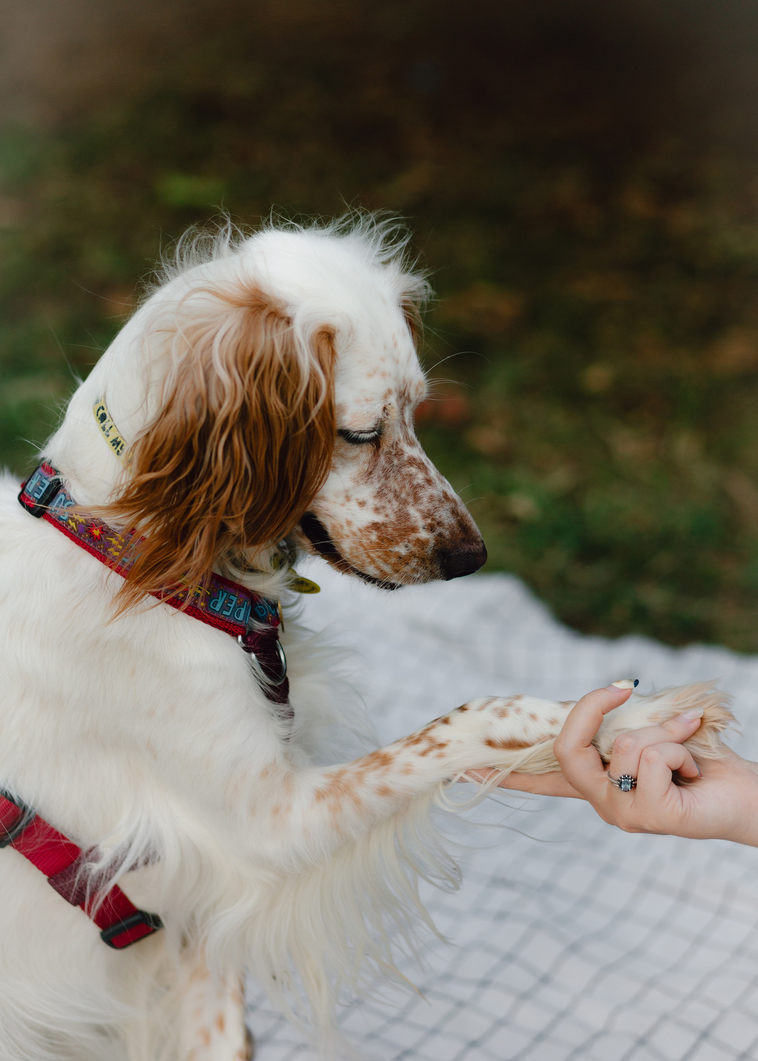 Pauline & Her Beloved Mañana. Barbara Isaeva